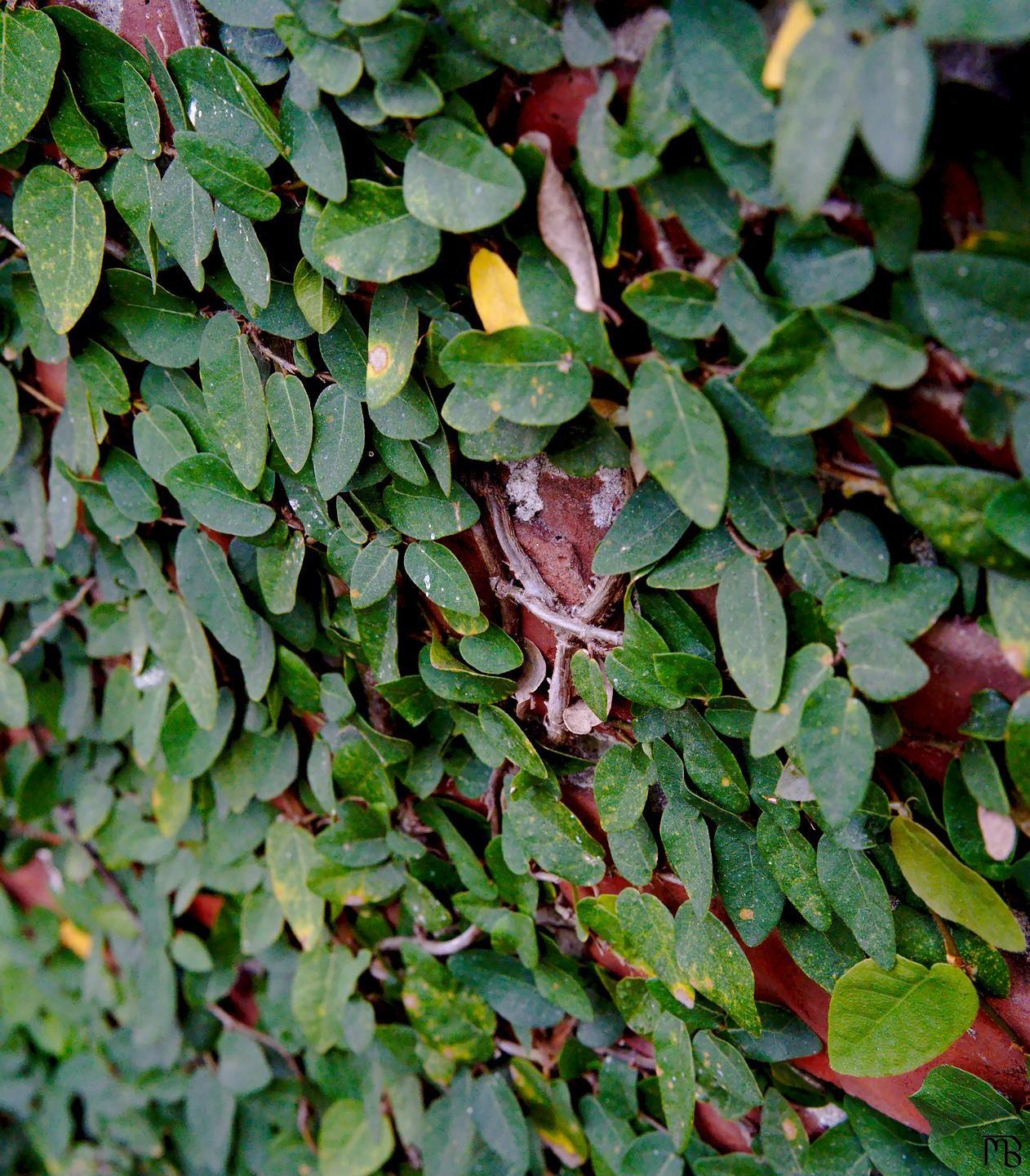 Ivy on brick wall