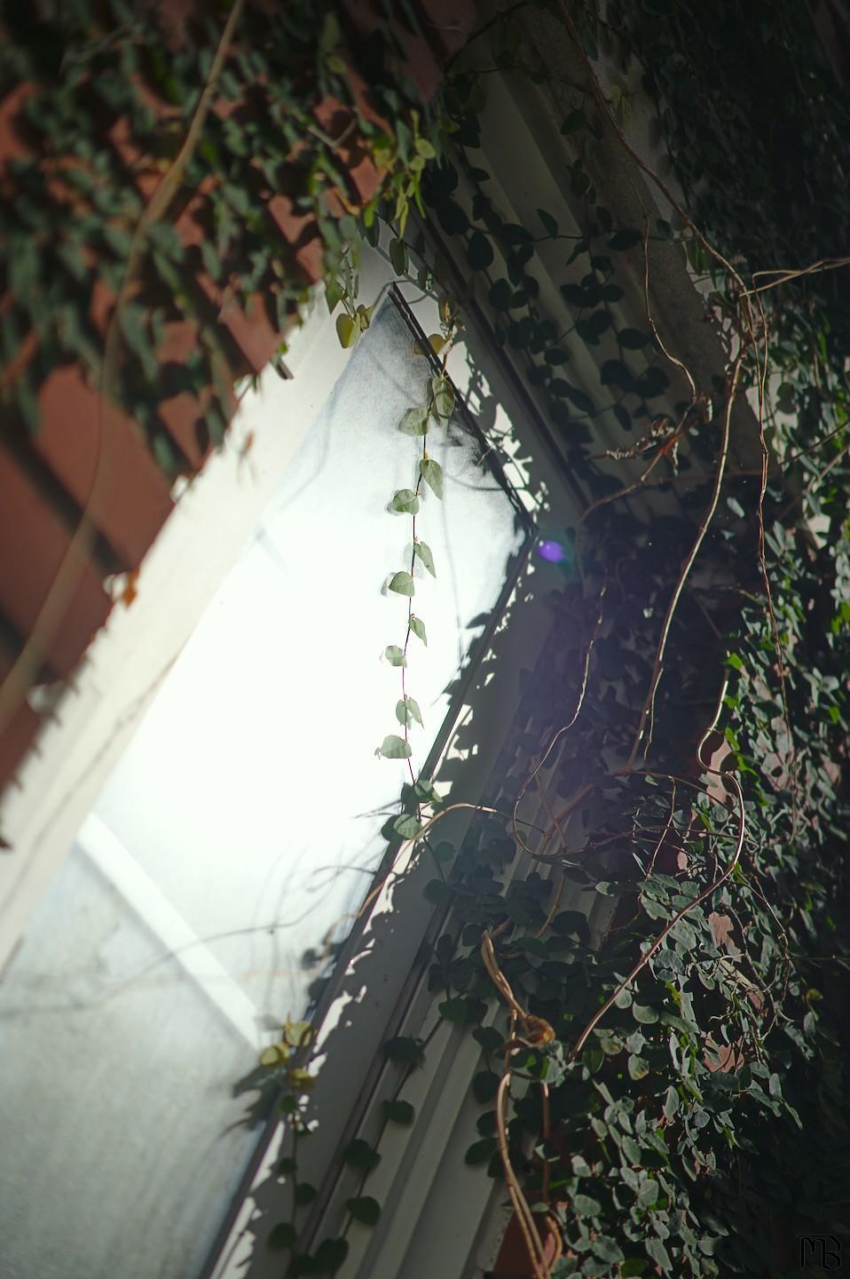 Window with brick and ivy