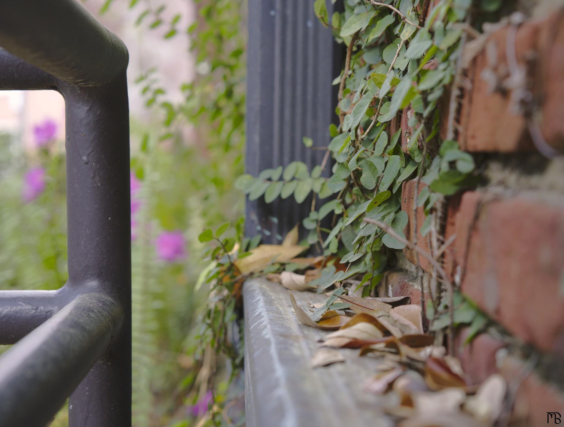 Railing near brick wall and ivy