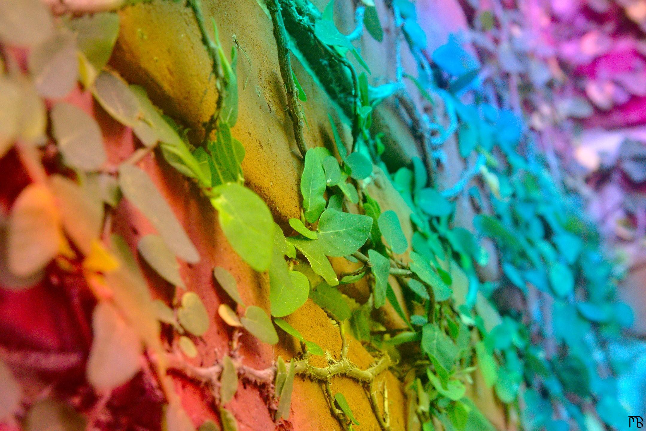 Arty rainbow ivy on brick