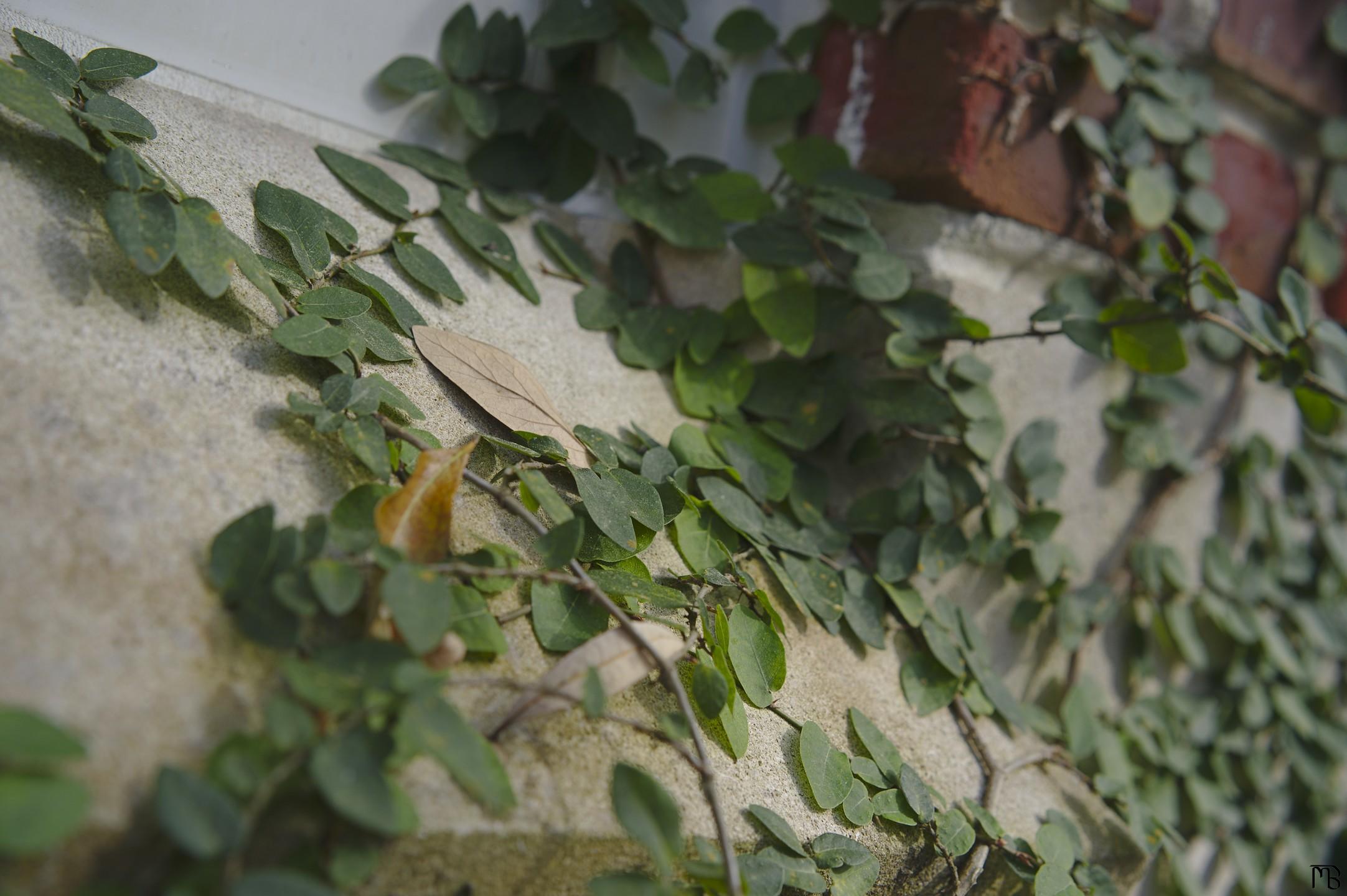 Ivy on concrete wall