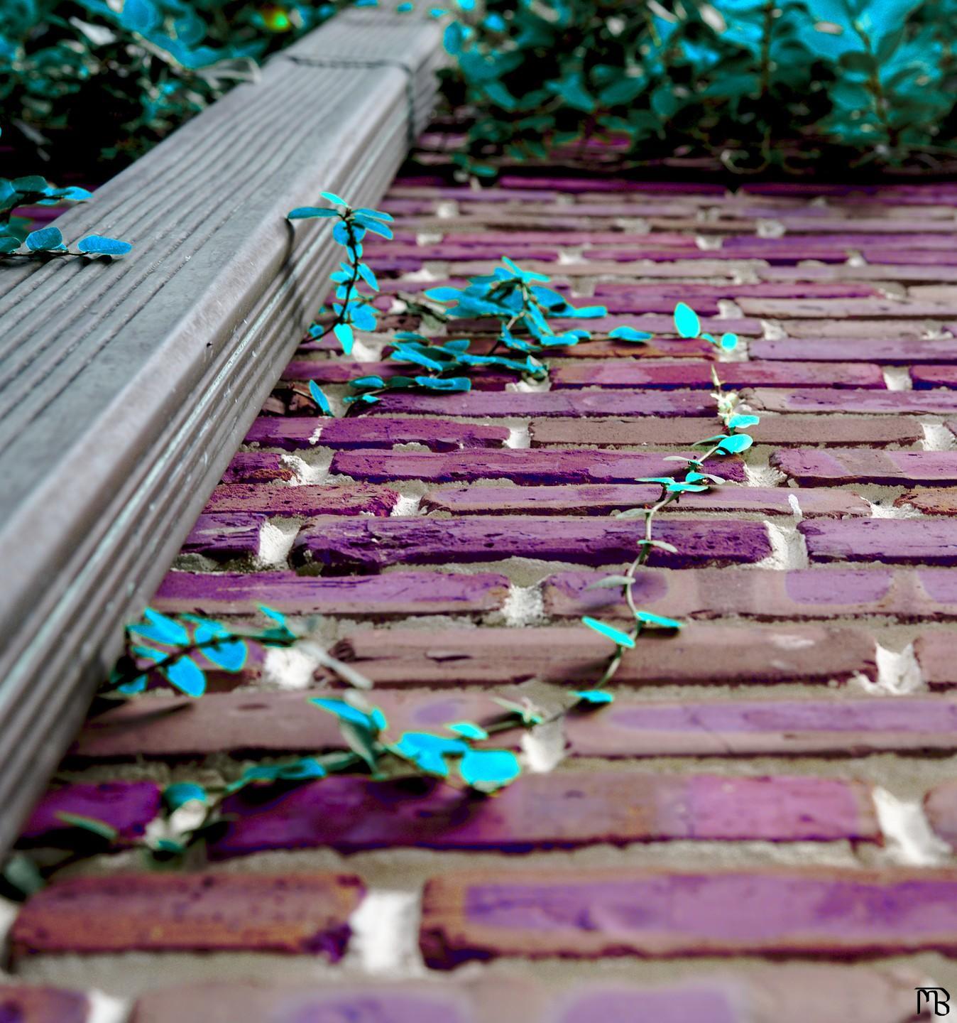 Arty purple brick wall with blue ivy