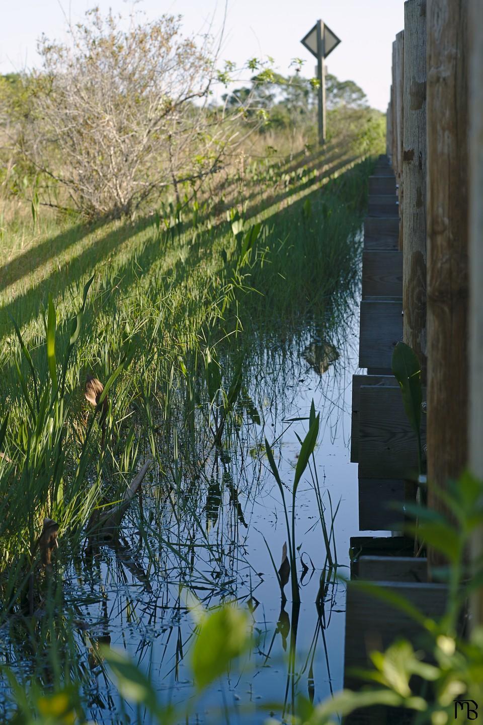 Water and plants near bridge with sign