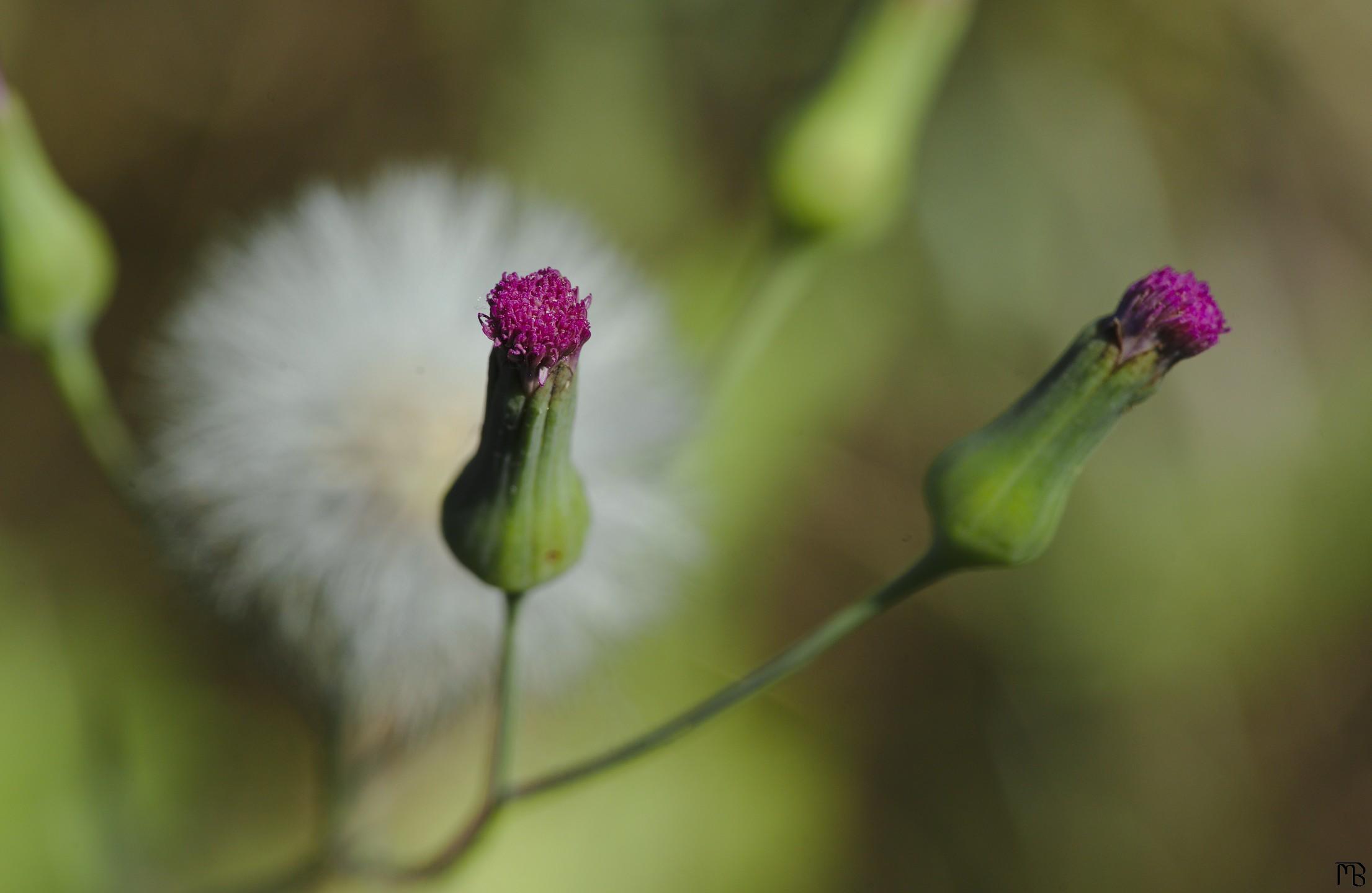 Pink flower bud near white one