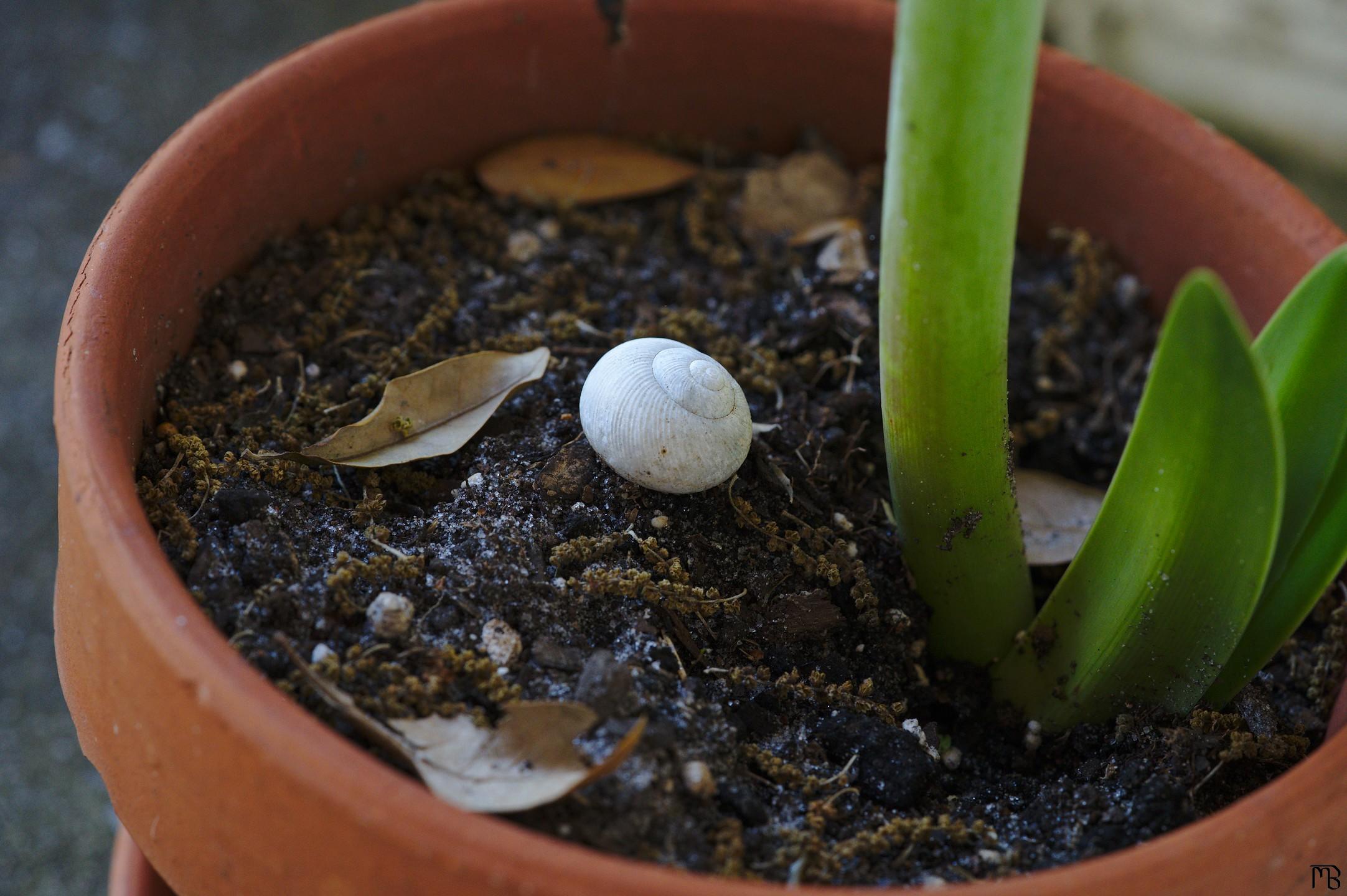 Snail shell in flower pot