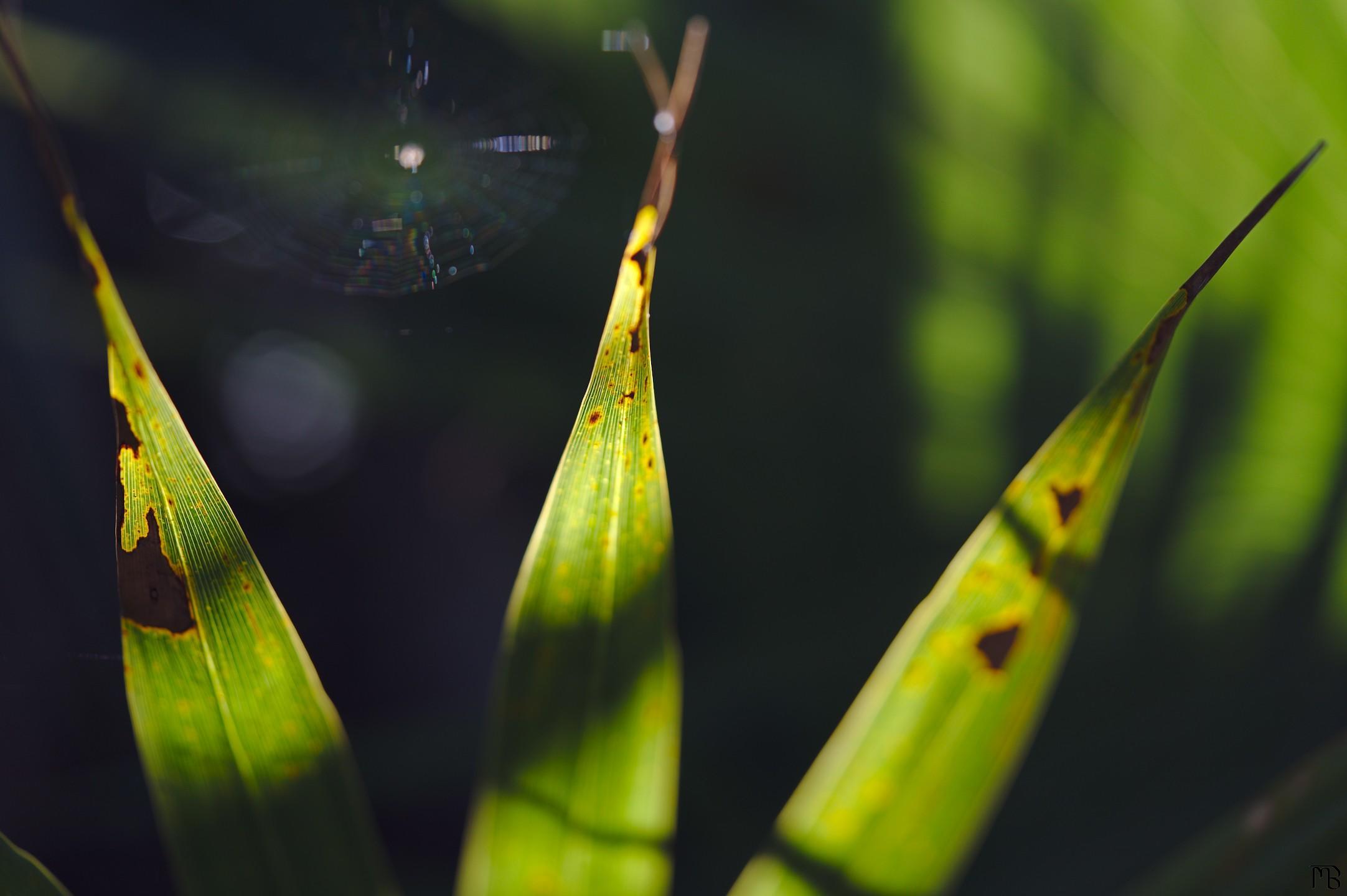 Green fern in golden light