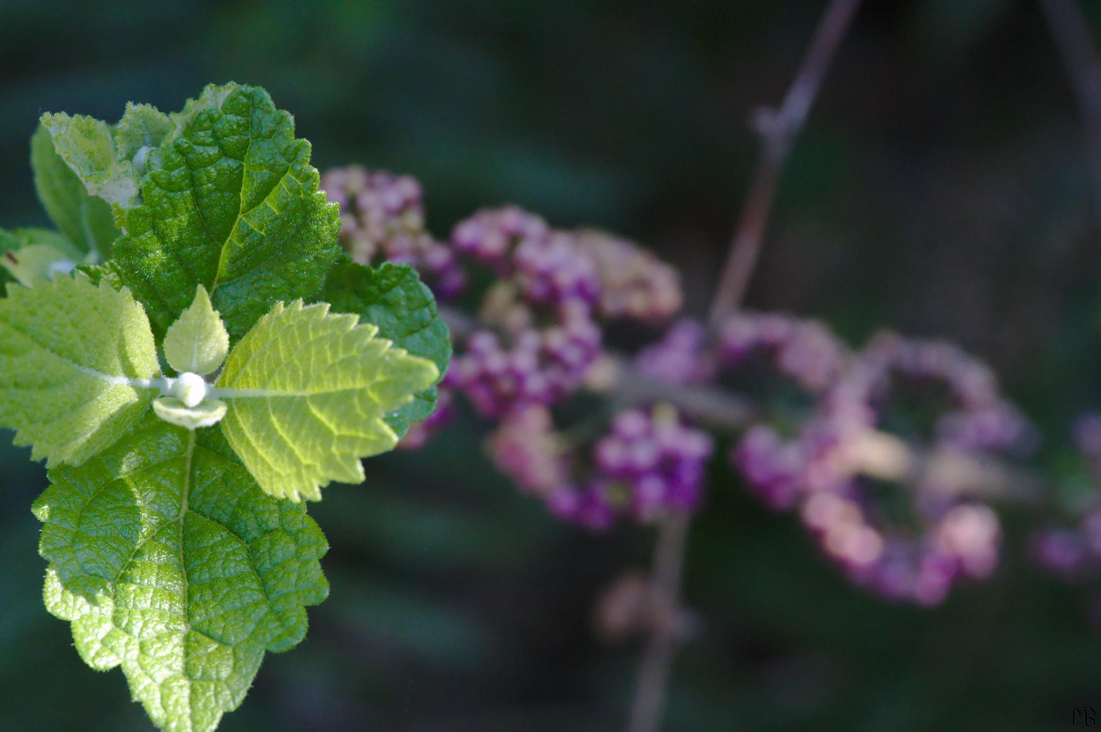 Green leaves of berry plant