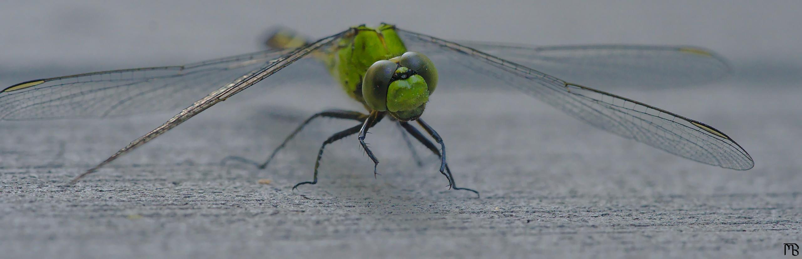 Up close shot of dragon fly