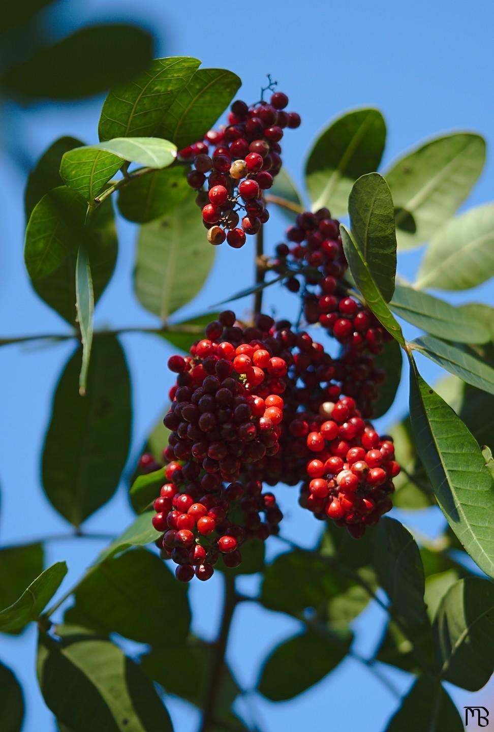 Red berries in tree