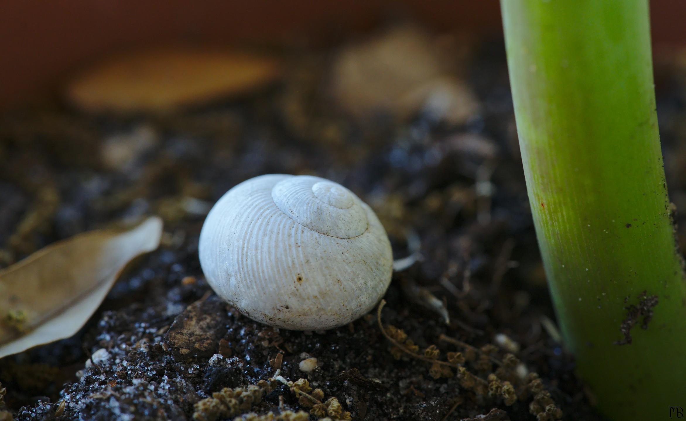 Small snail shell in pot