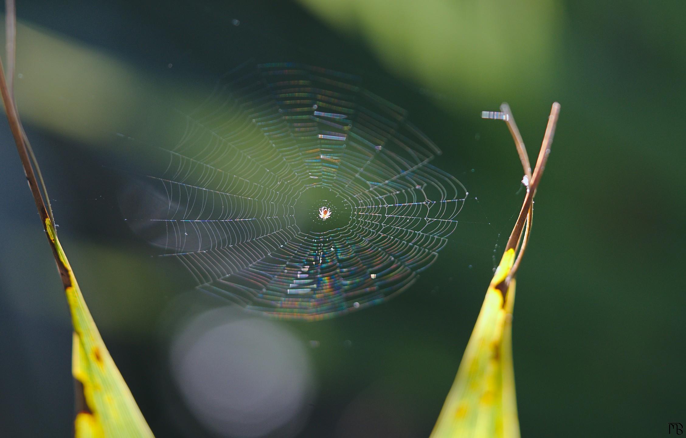 Small spider in web