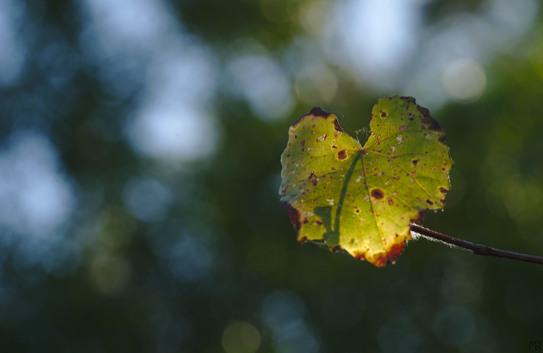 Green lead in golden light