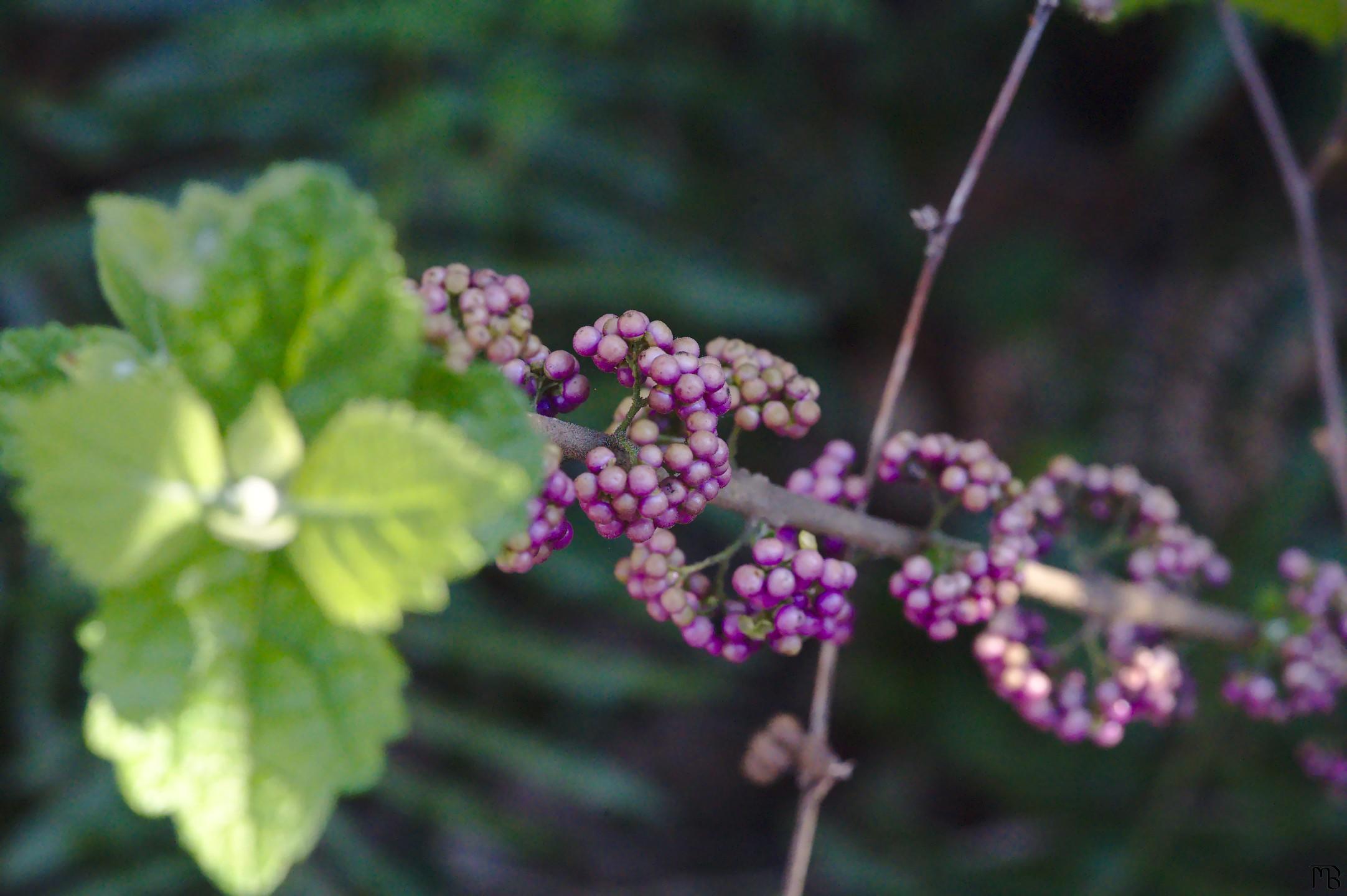 Purple berries on vine