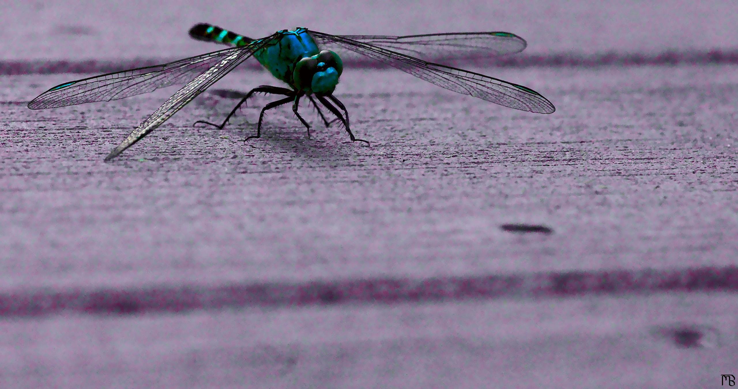 Arty dragon fly on plank