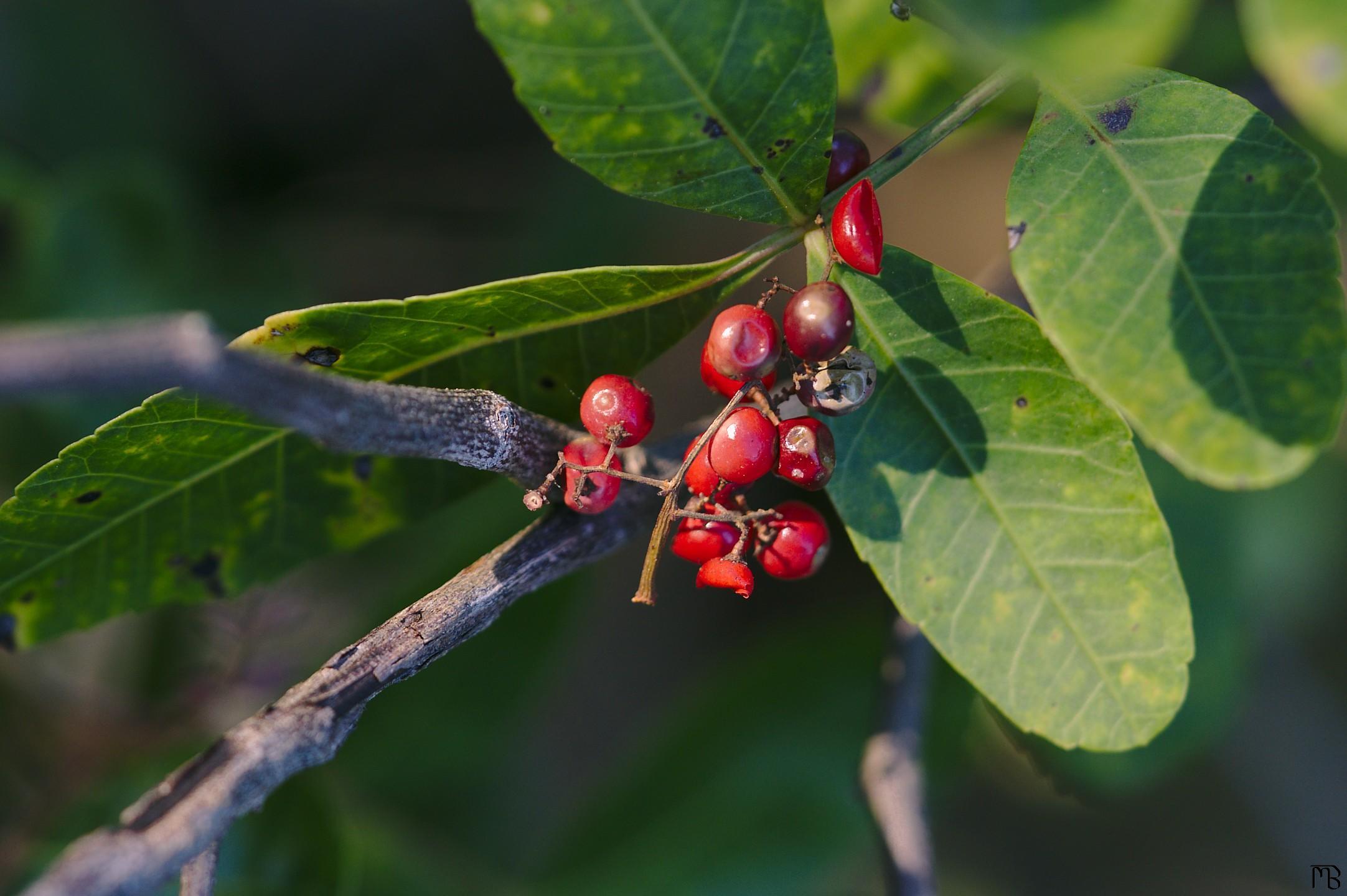 Red berries near branch