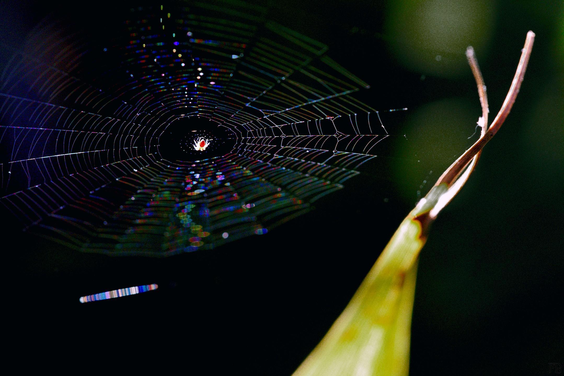 Arty small spider web with spider