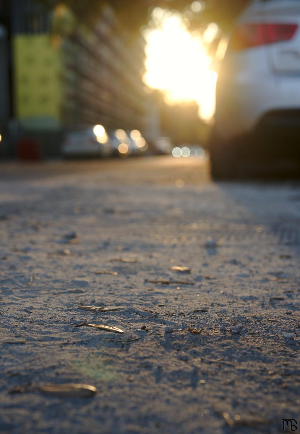 Leaves on sandy dirt in road