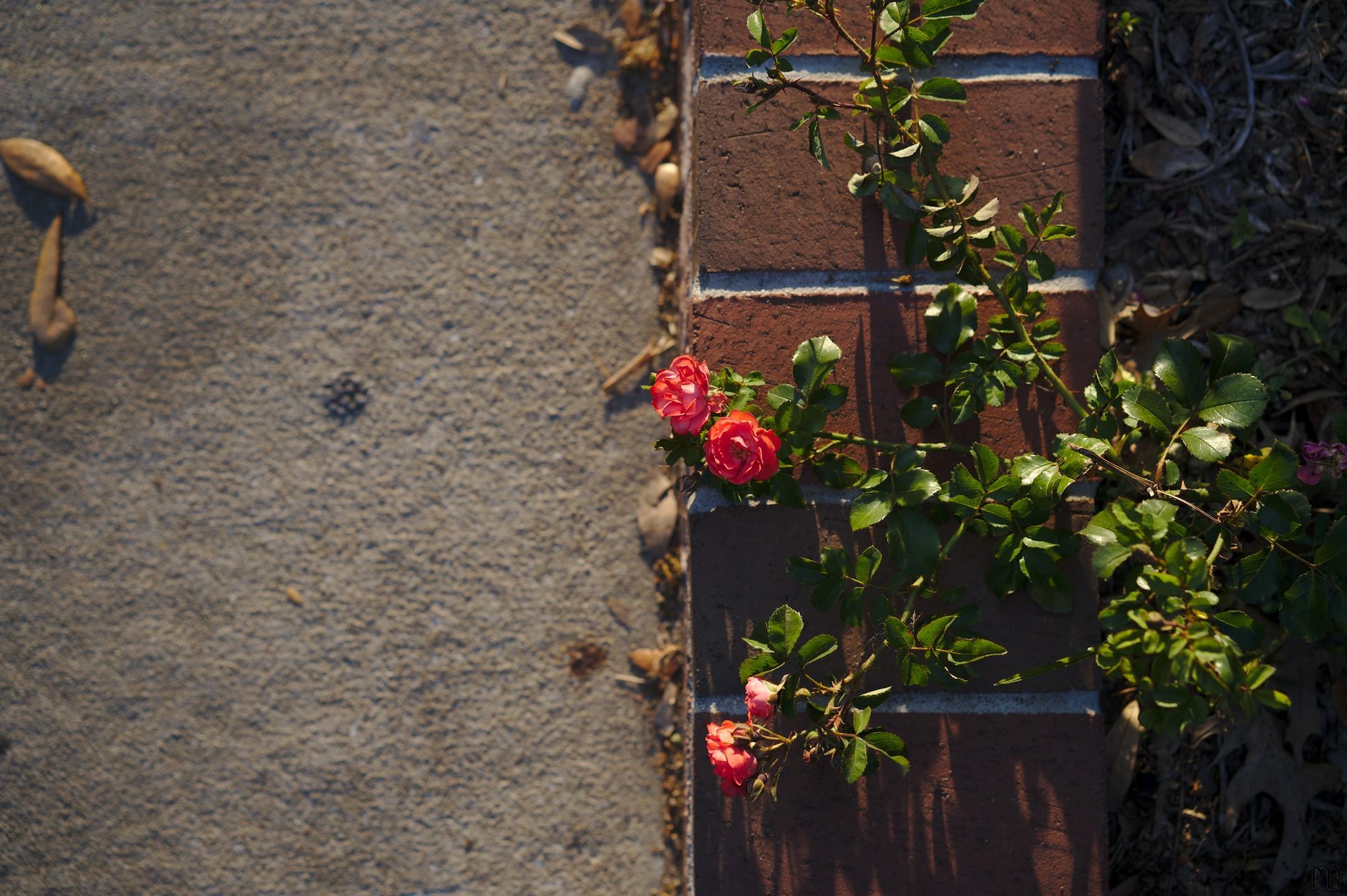 Red-pink flowers on brick