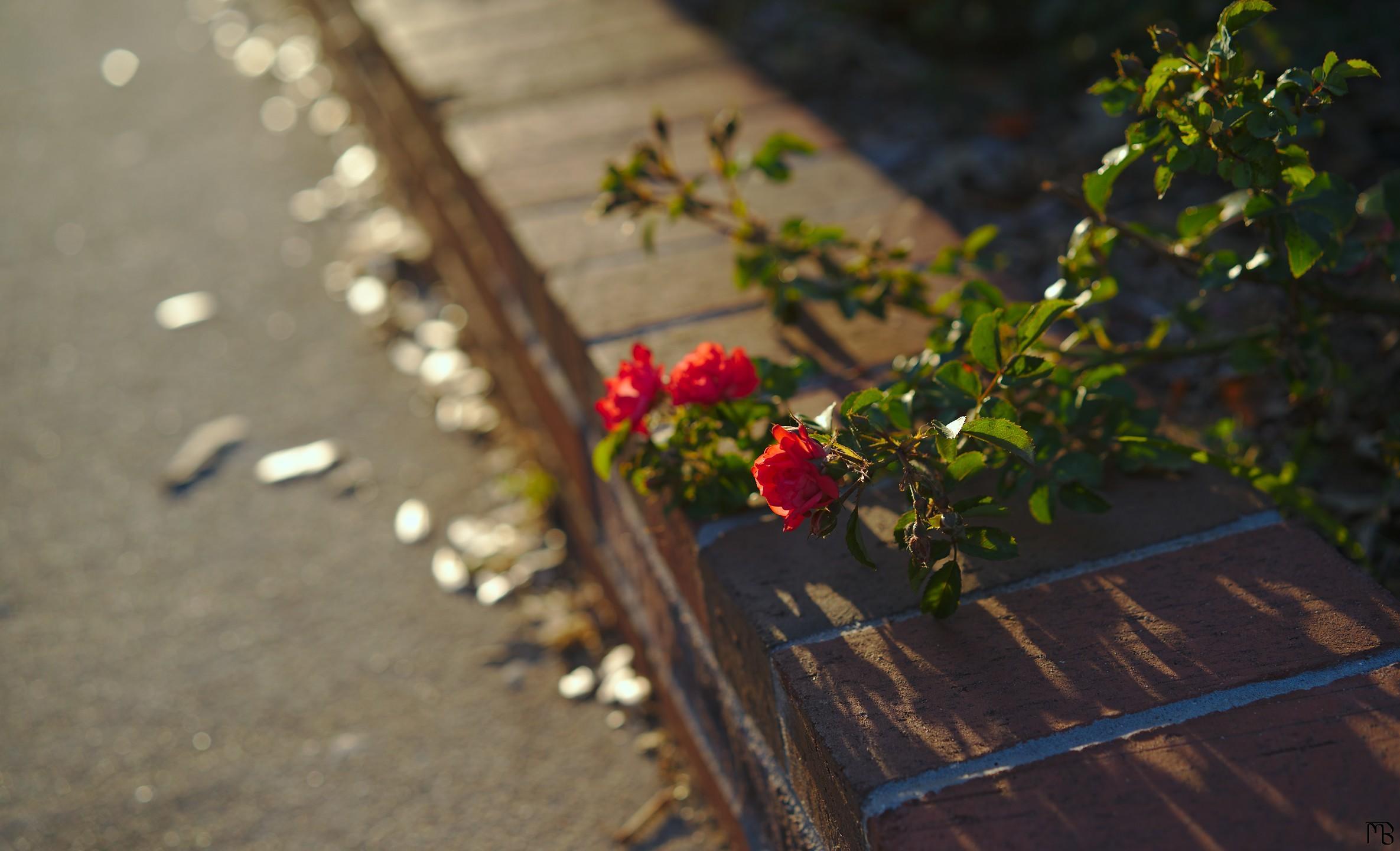 Pink-red flower on brick in sun