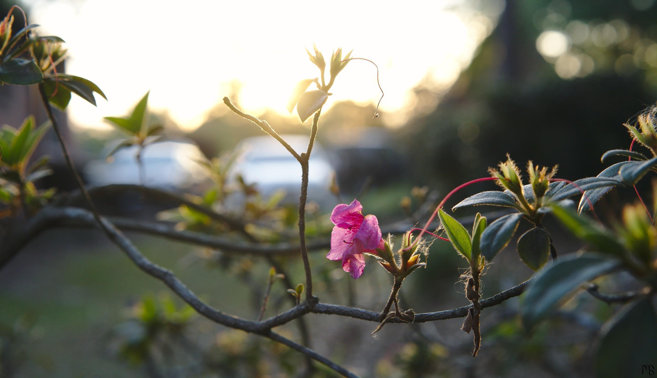 Golden sun through a bush