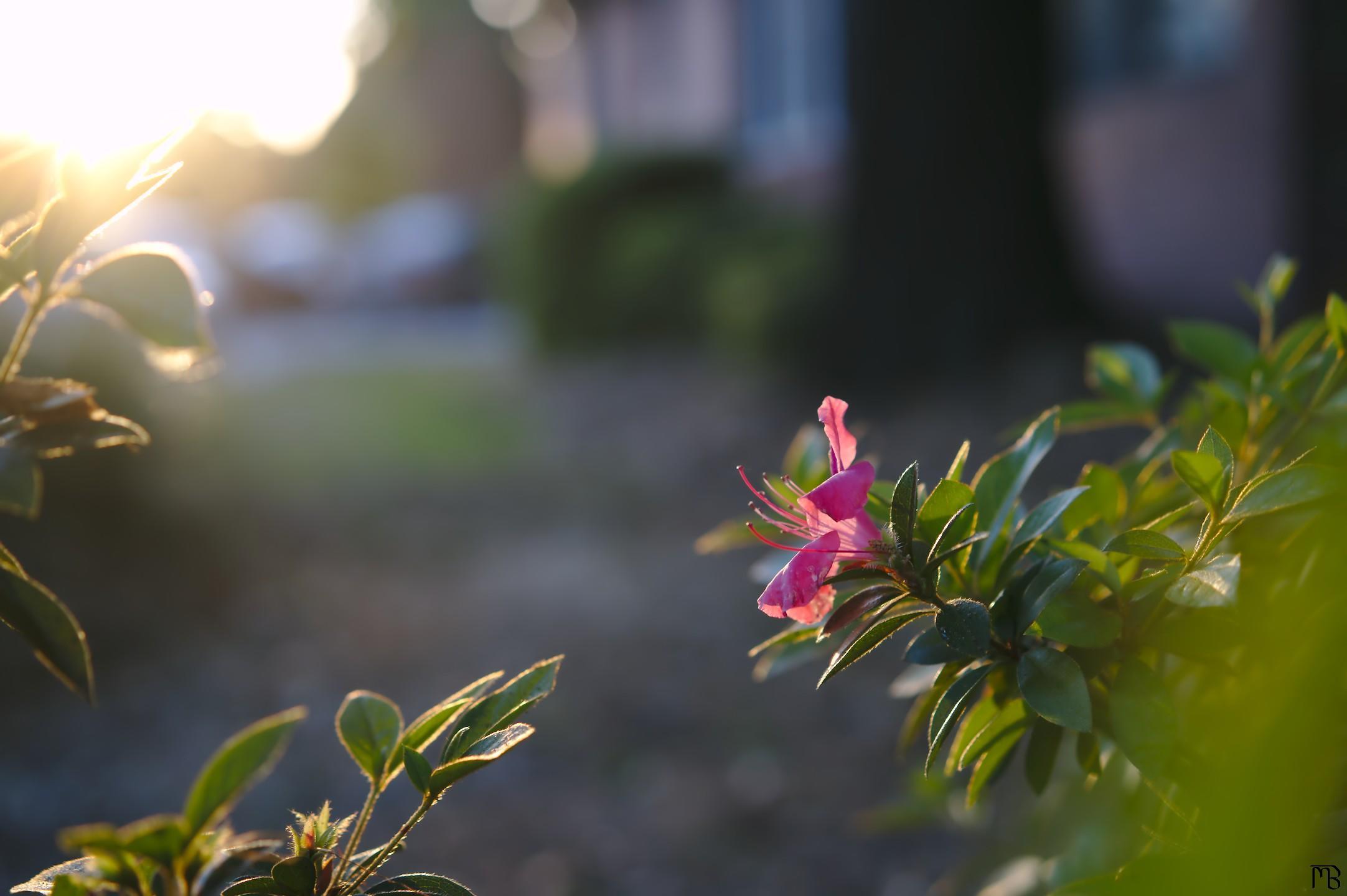 Pink flower gazing at sun