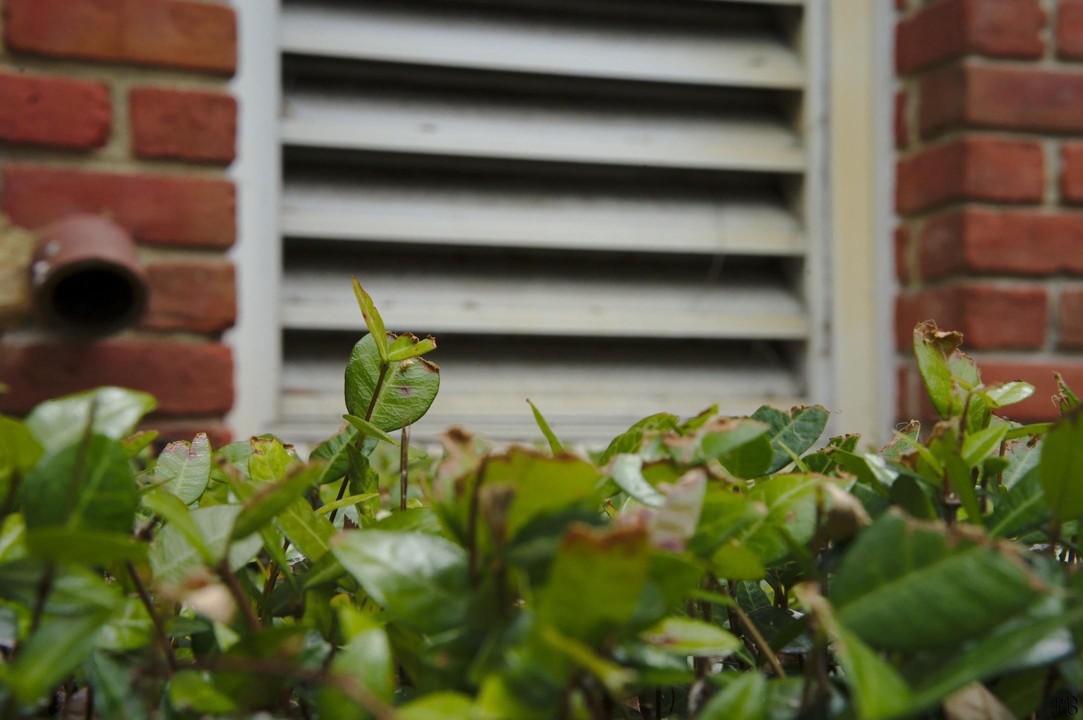 Plants below brick and vent