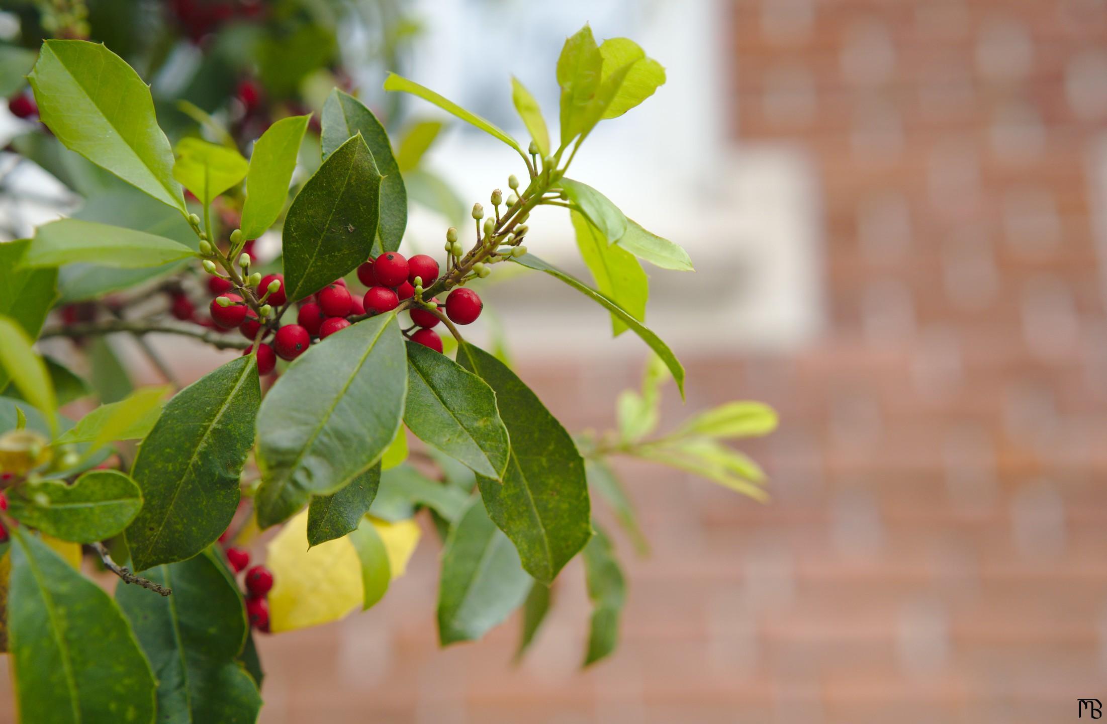 Red berry tree near bricks