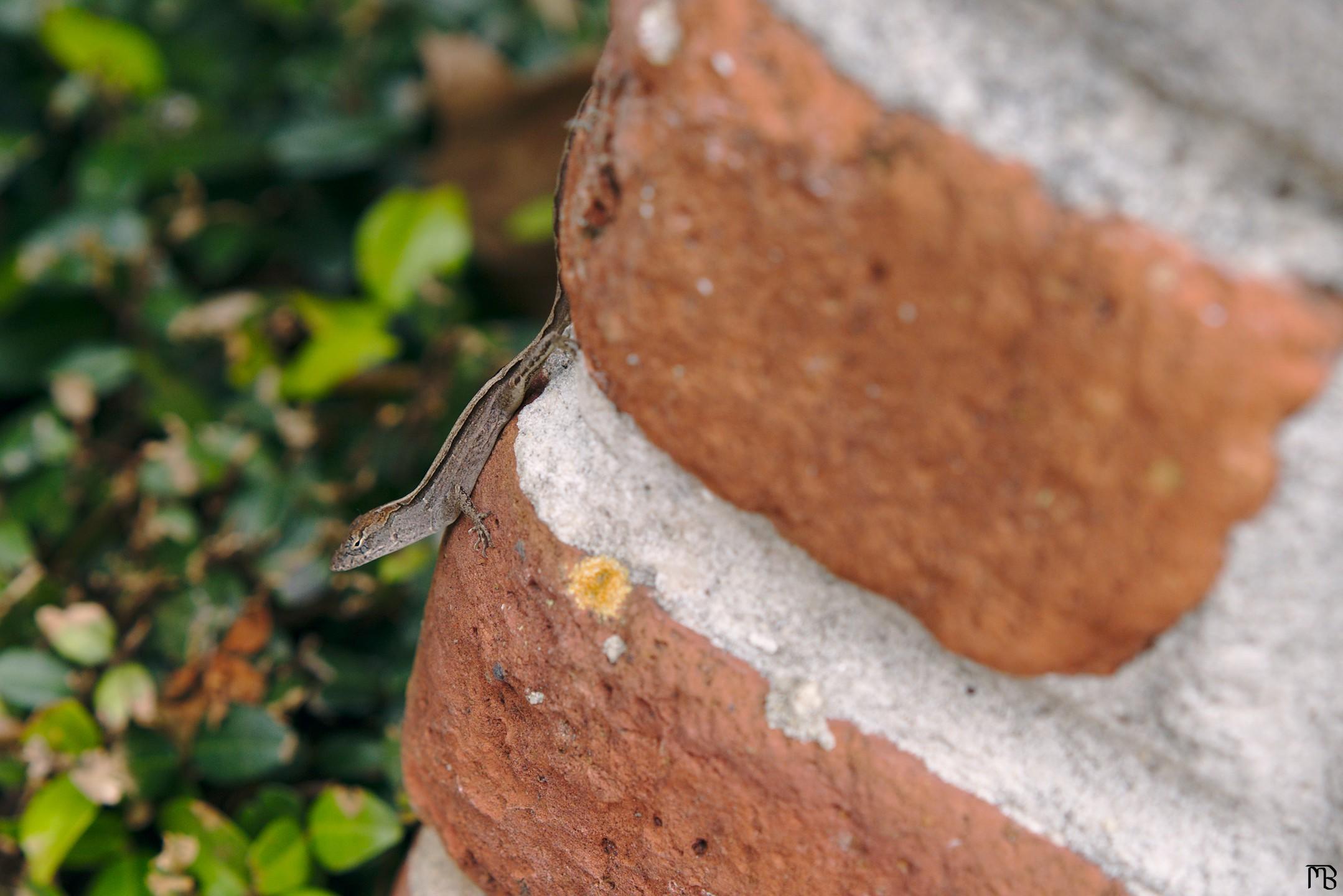 Lizard on brick wall