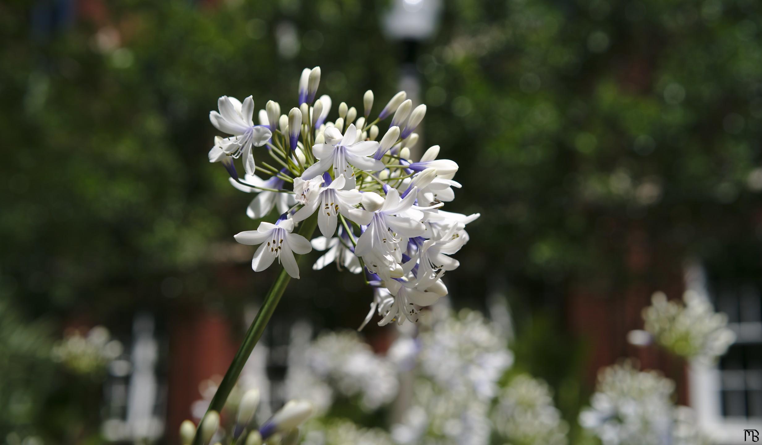 White and purple flowers in gray world