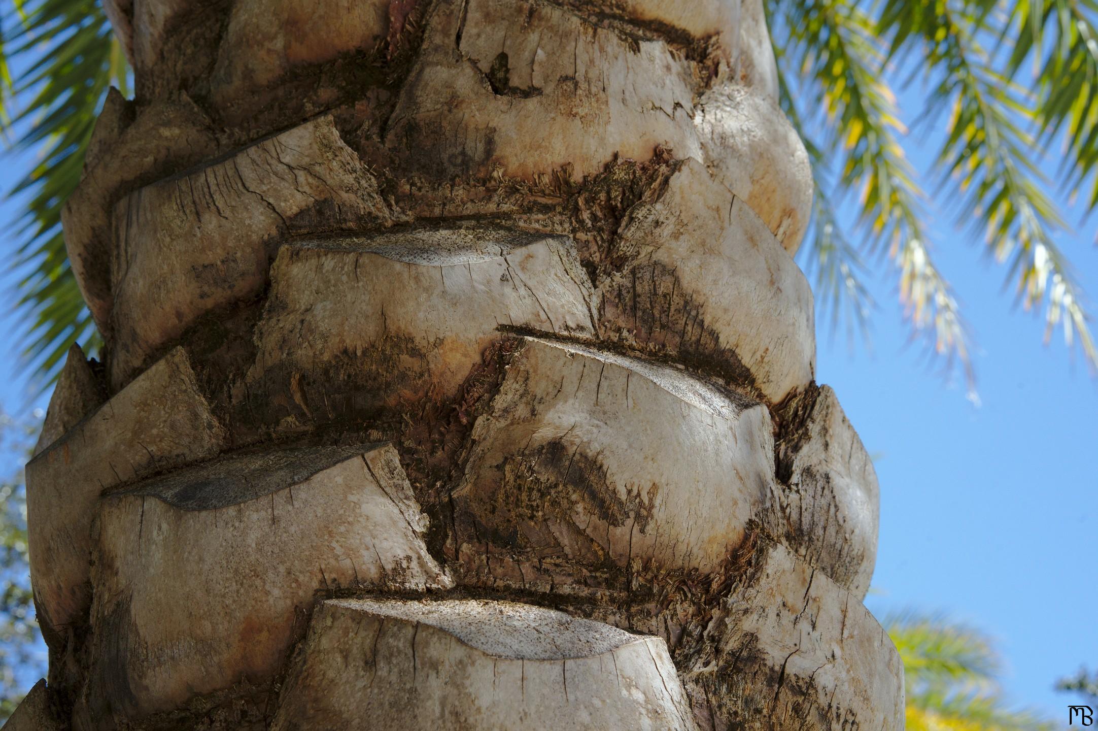 Palm tree bark