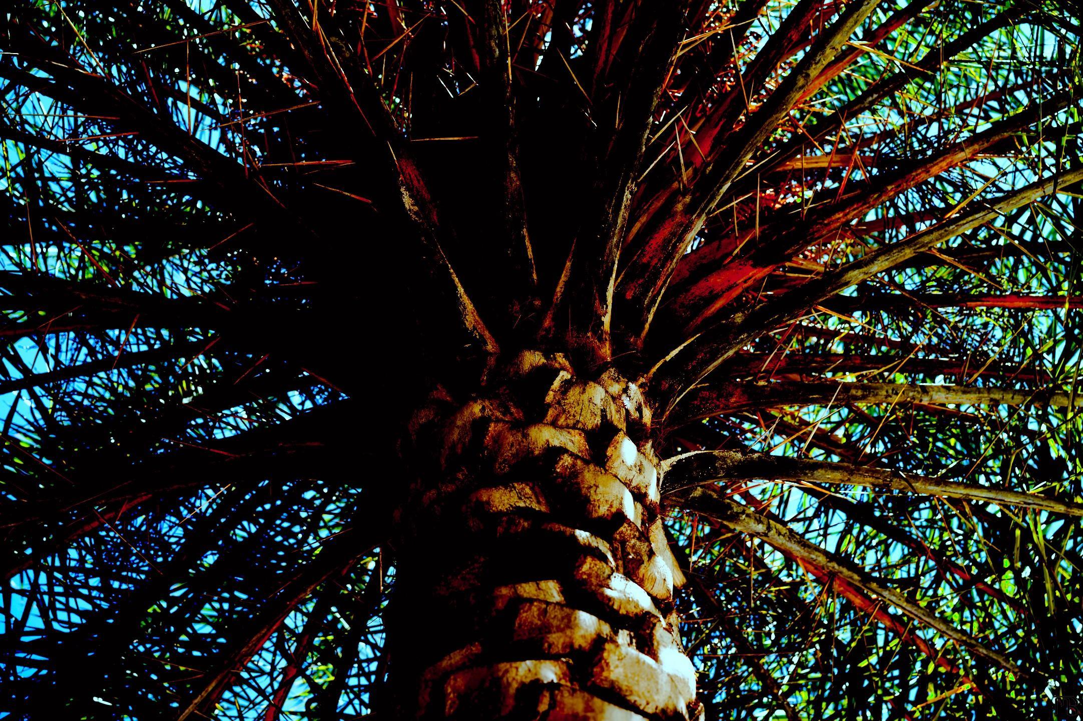 Arty palm tree