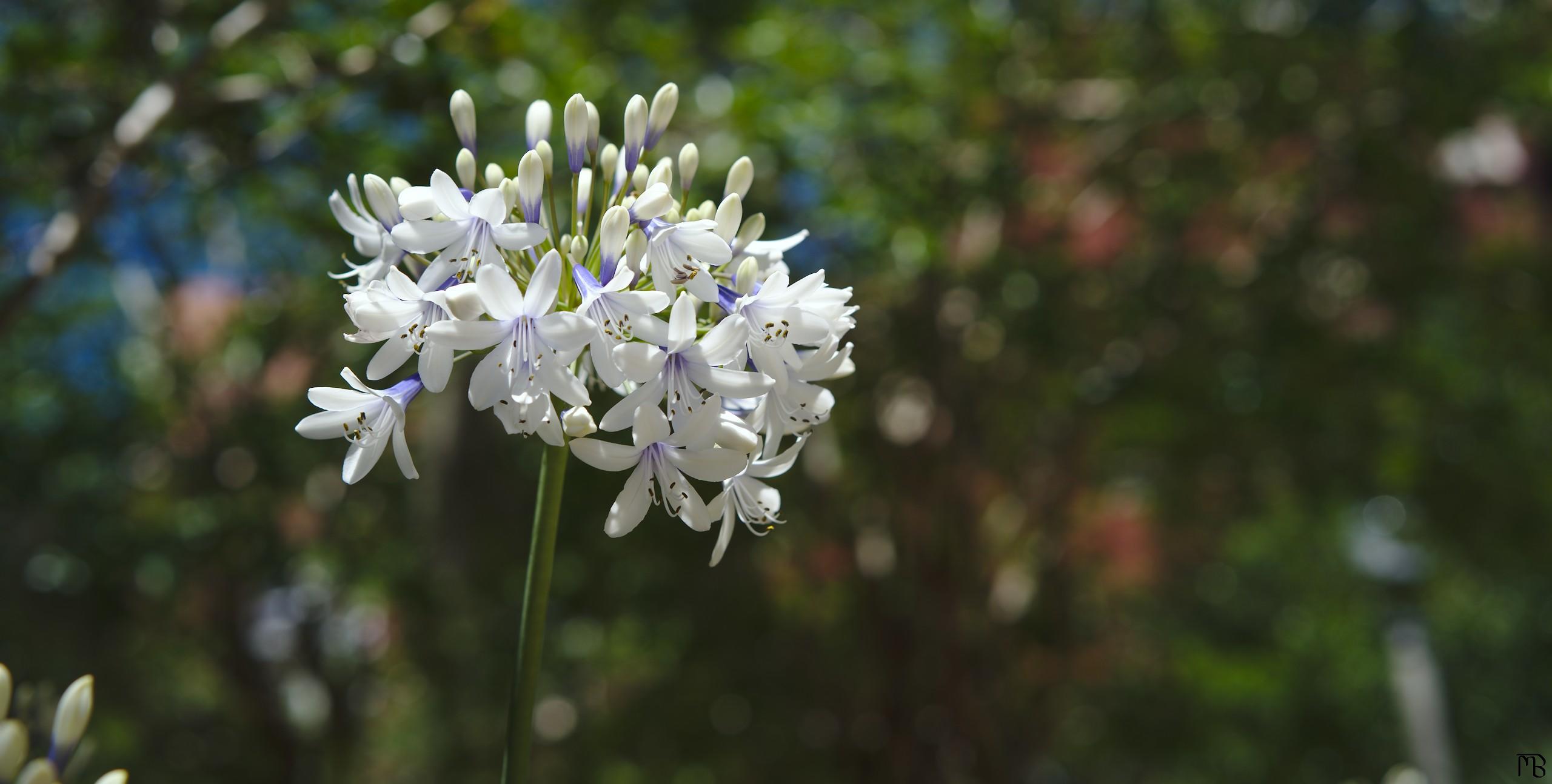 White and purple flower in front of trees