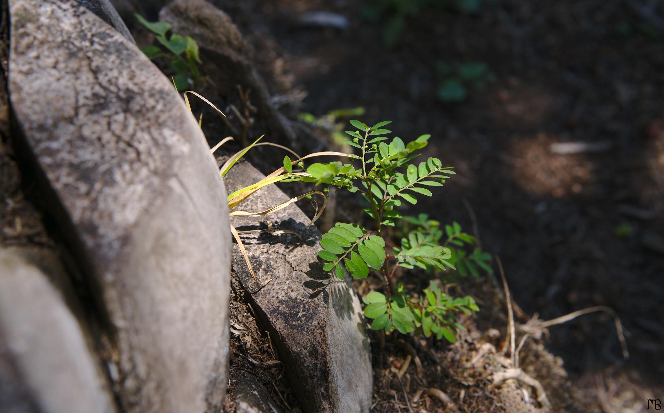 Green plant growing near tree