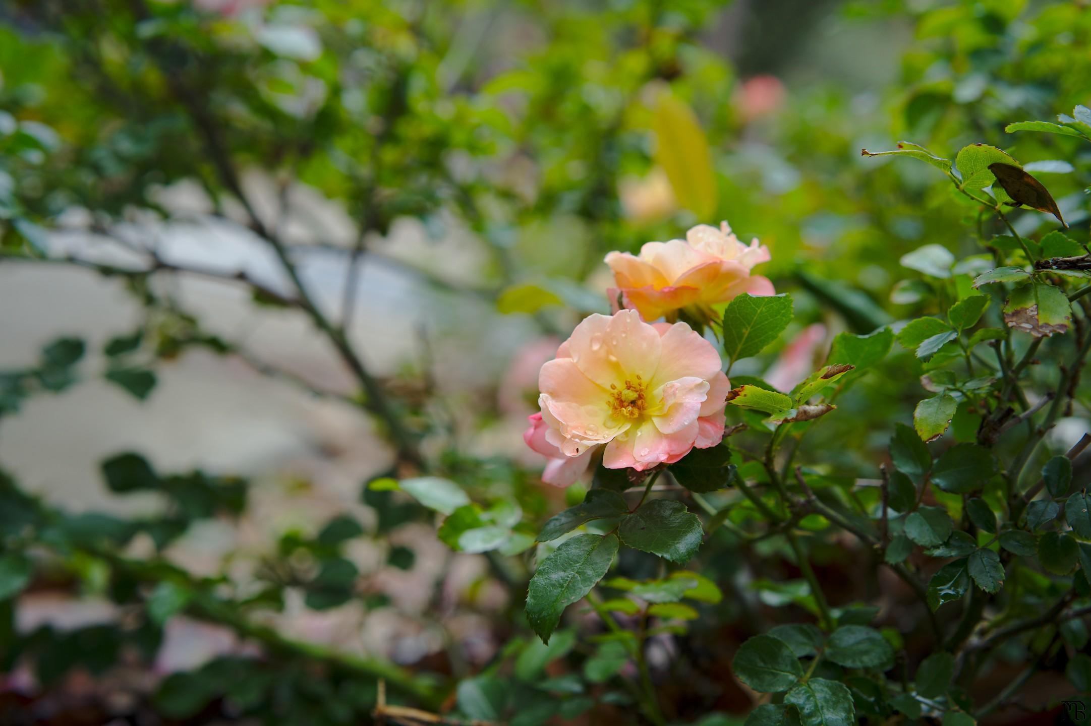 Light pink and yellow flowers in bush