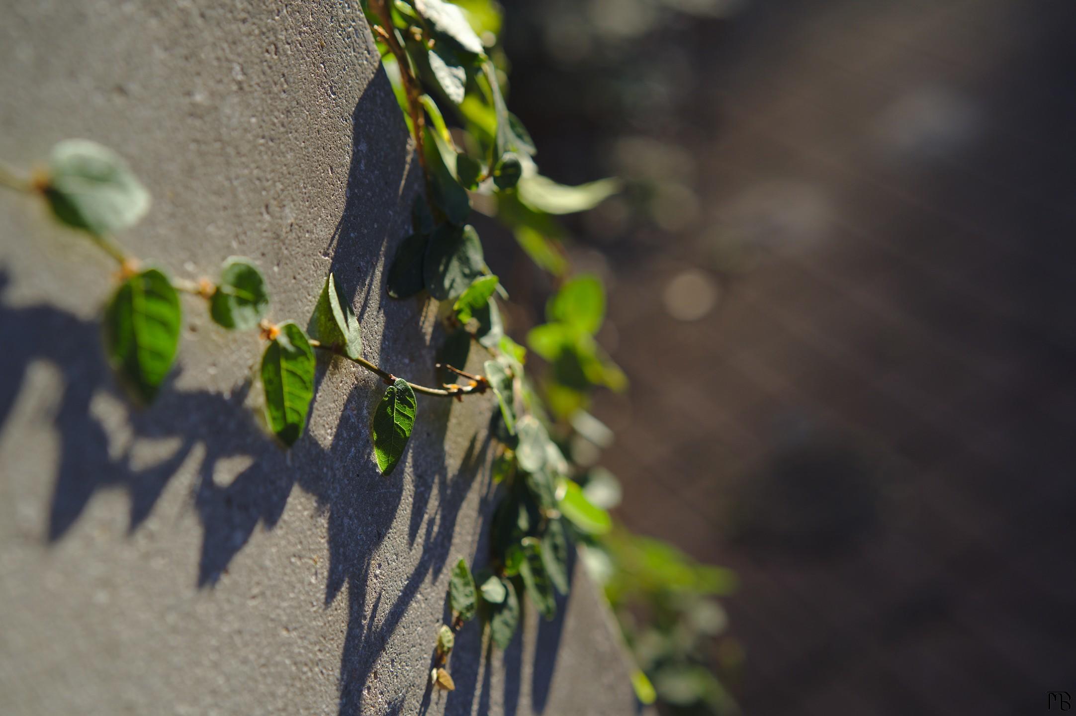 Ivy climbing up concrete