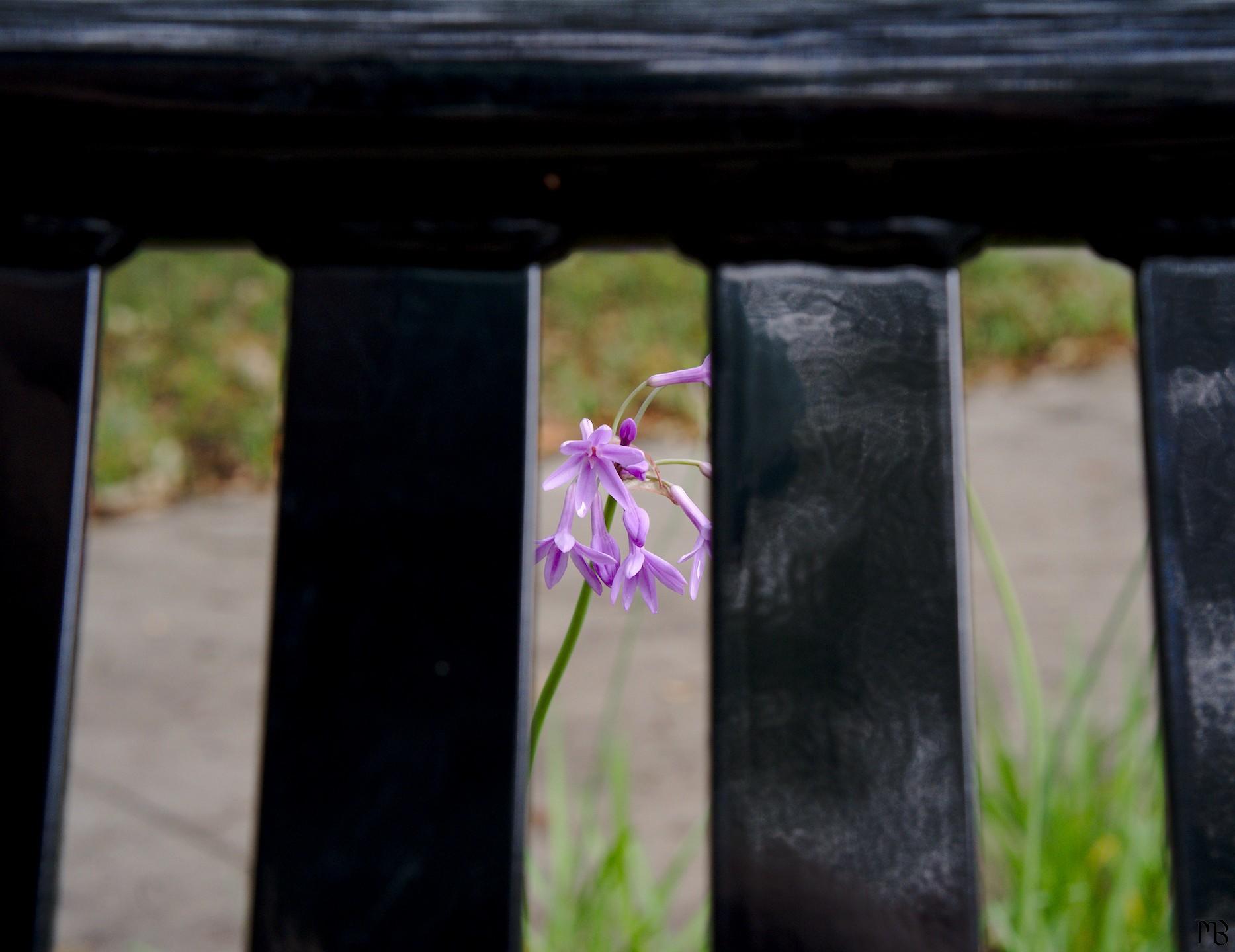 Purple flower through metal bench