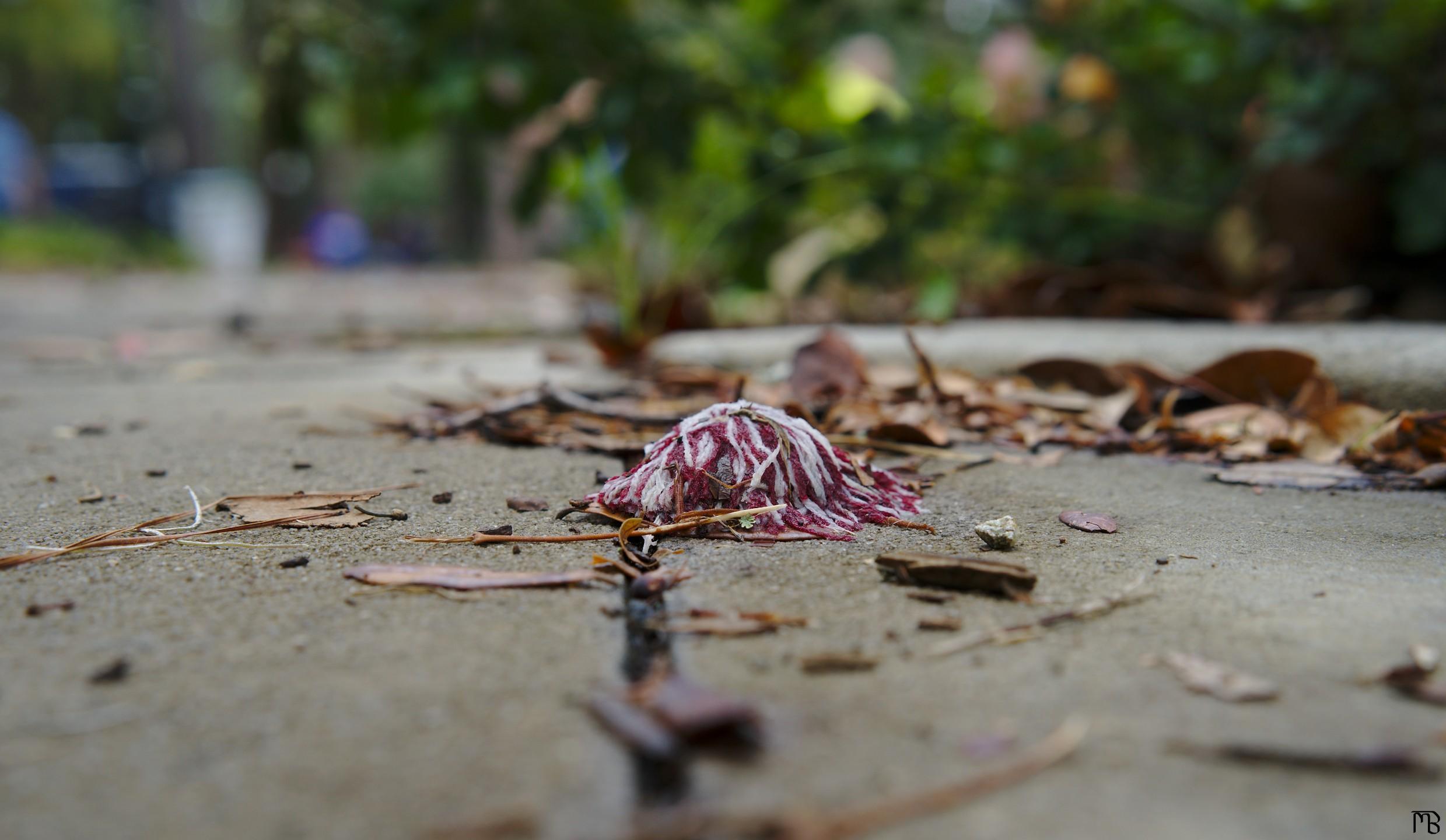 Trash on sidewalk near leaves