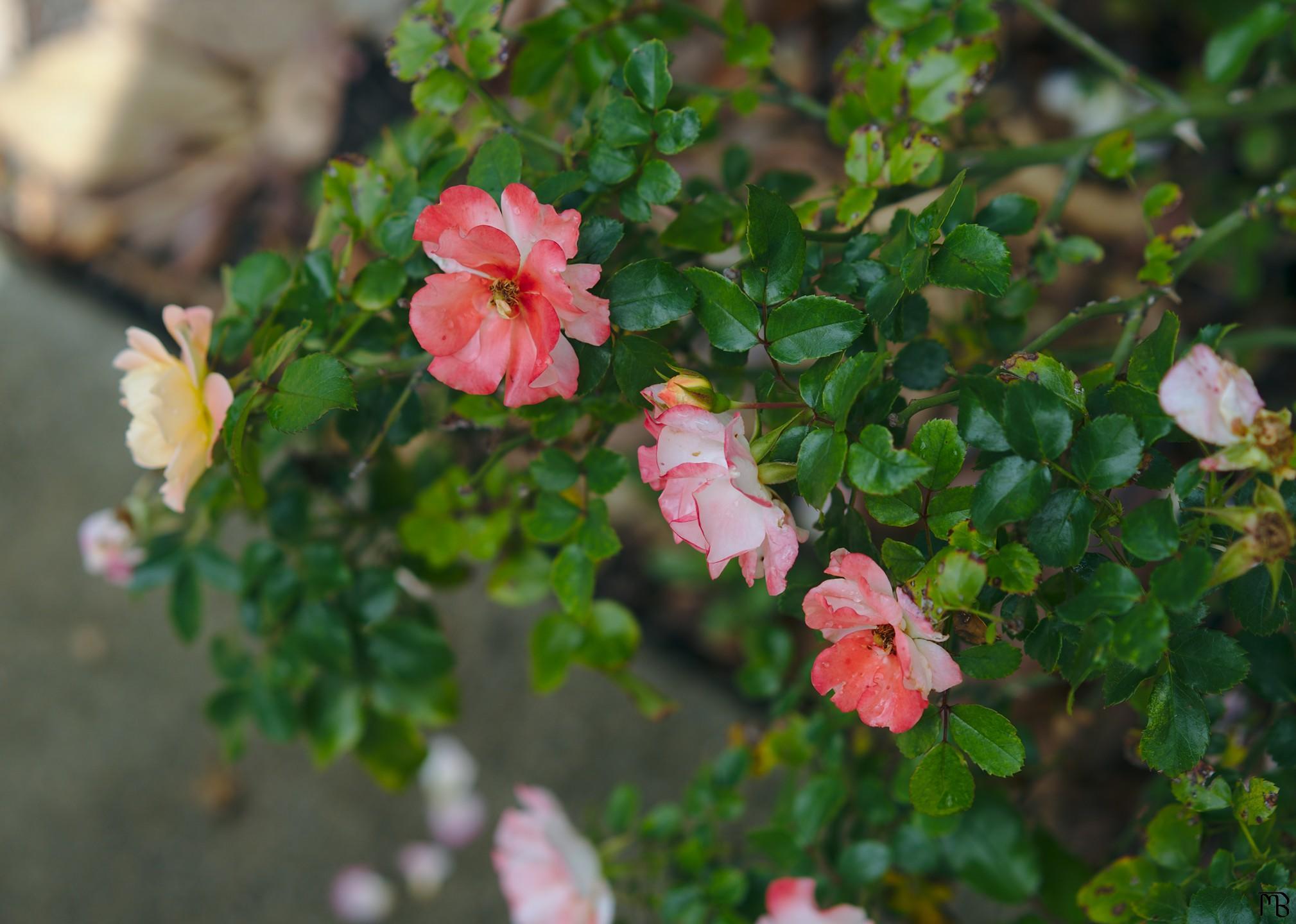 Red and white flowers in bush