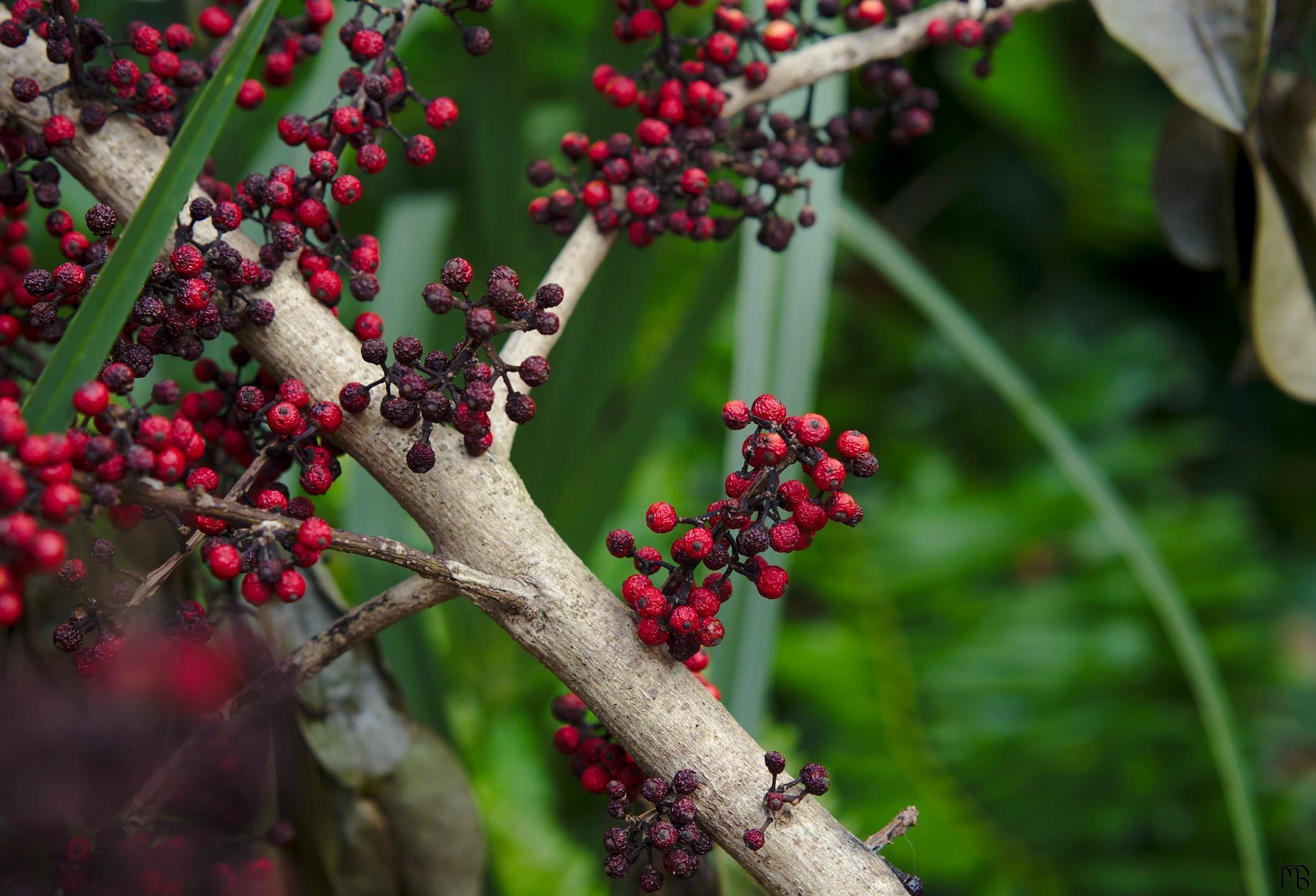 Red barries on tree branches