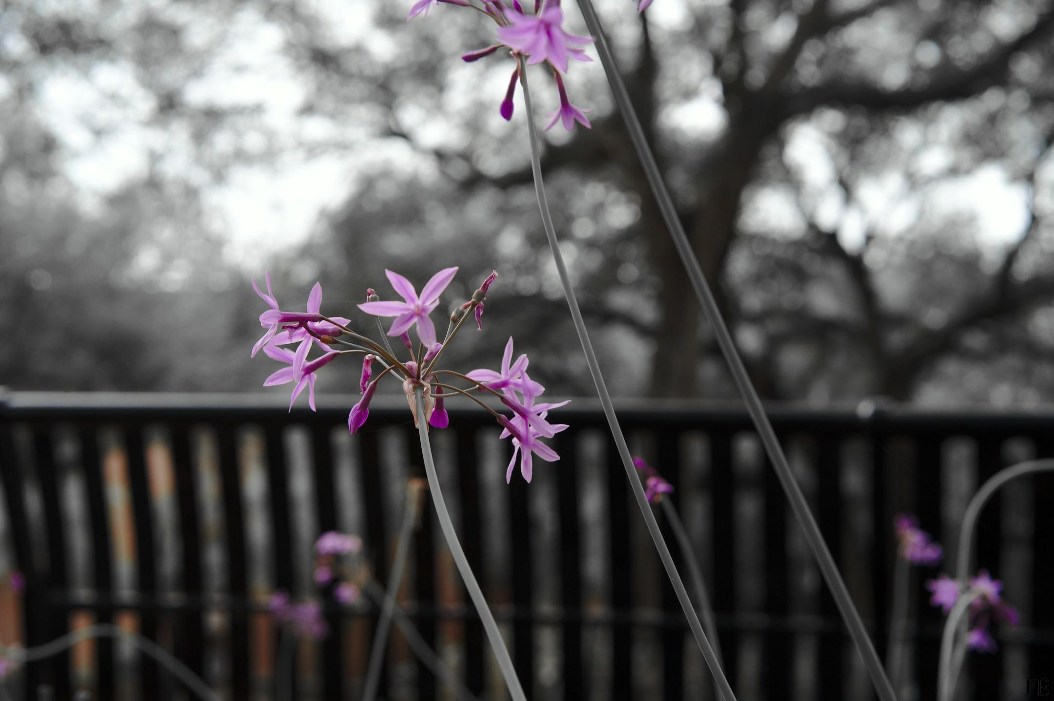 Arty purple flowers in black and white world