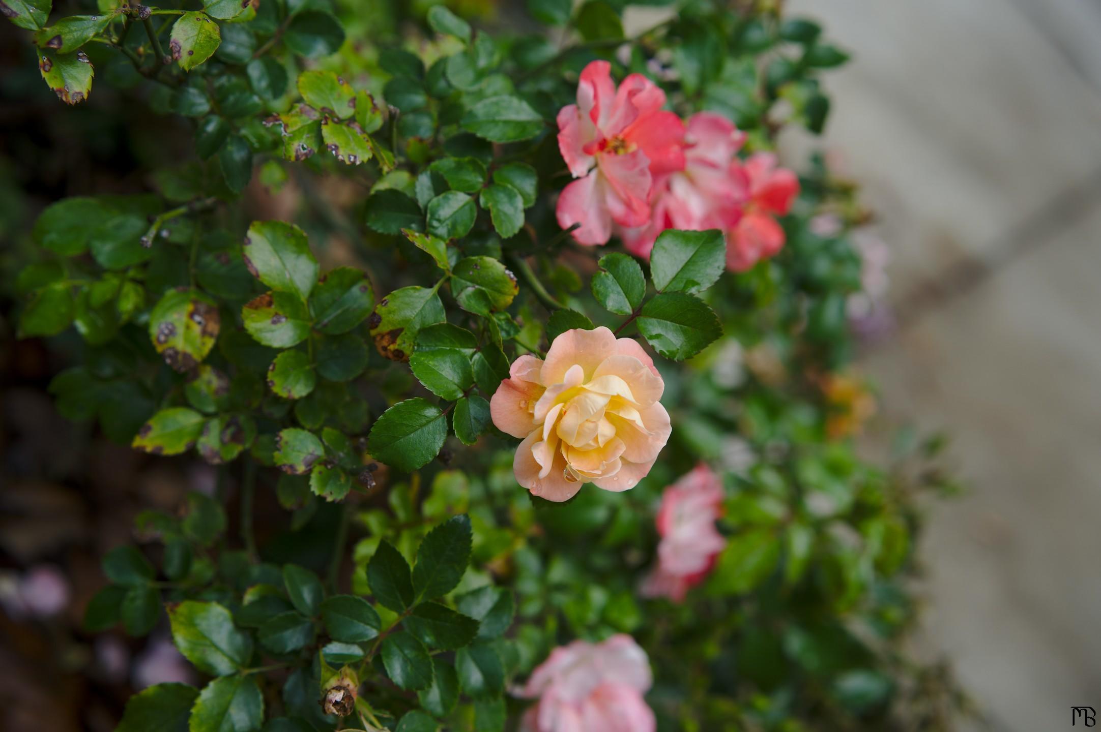 Yellow flower and red flowers in bush