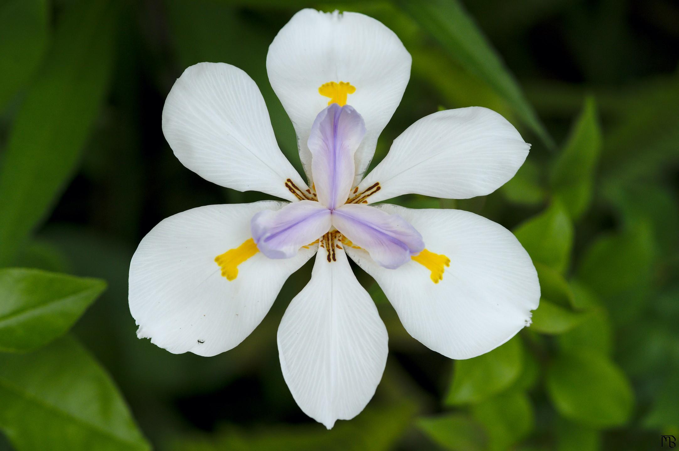 White and purple flower face on