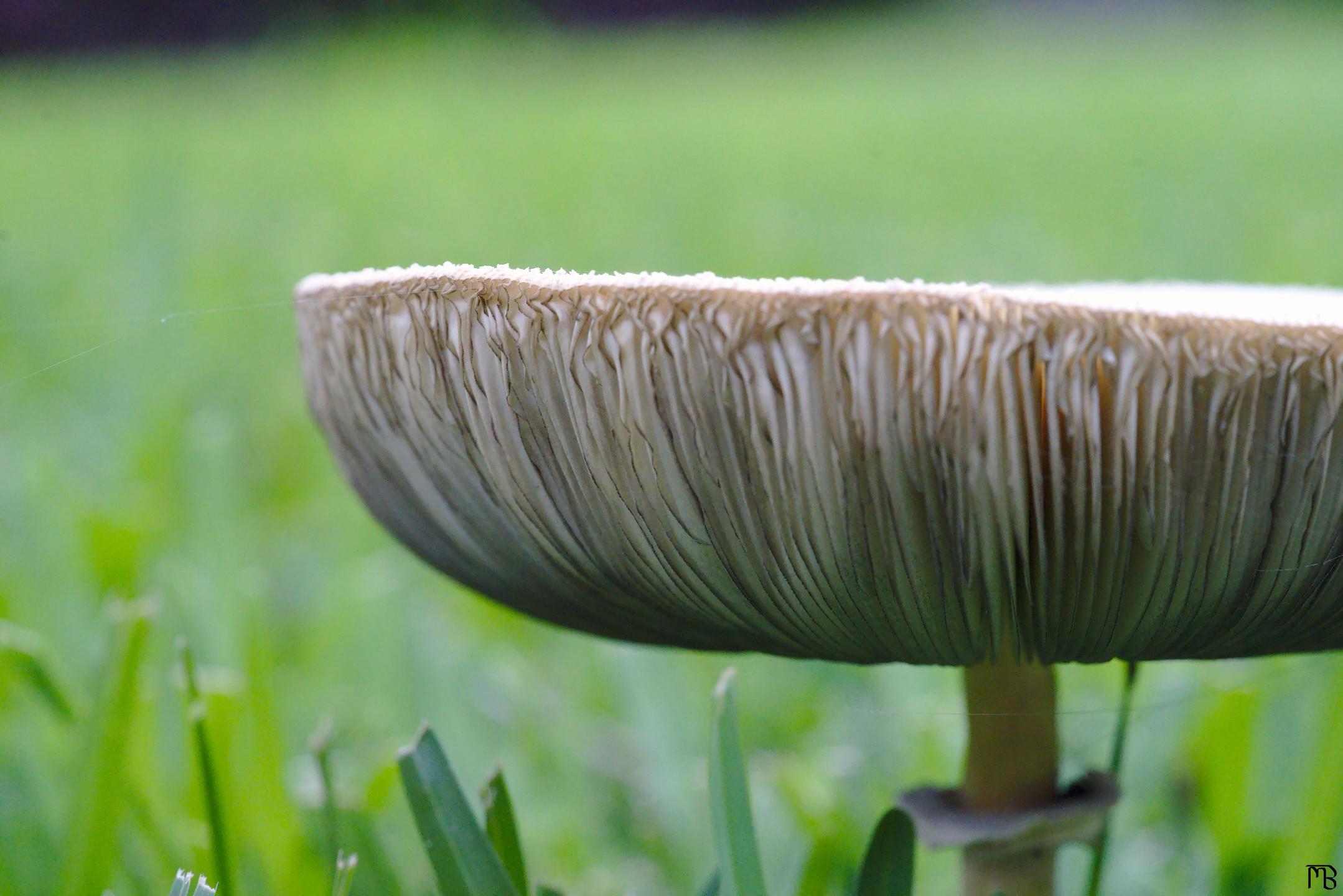 Ridges of a mushroom