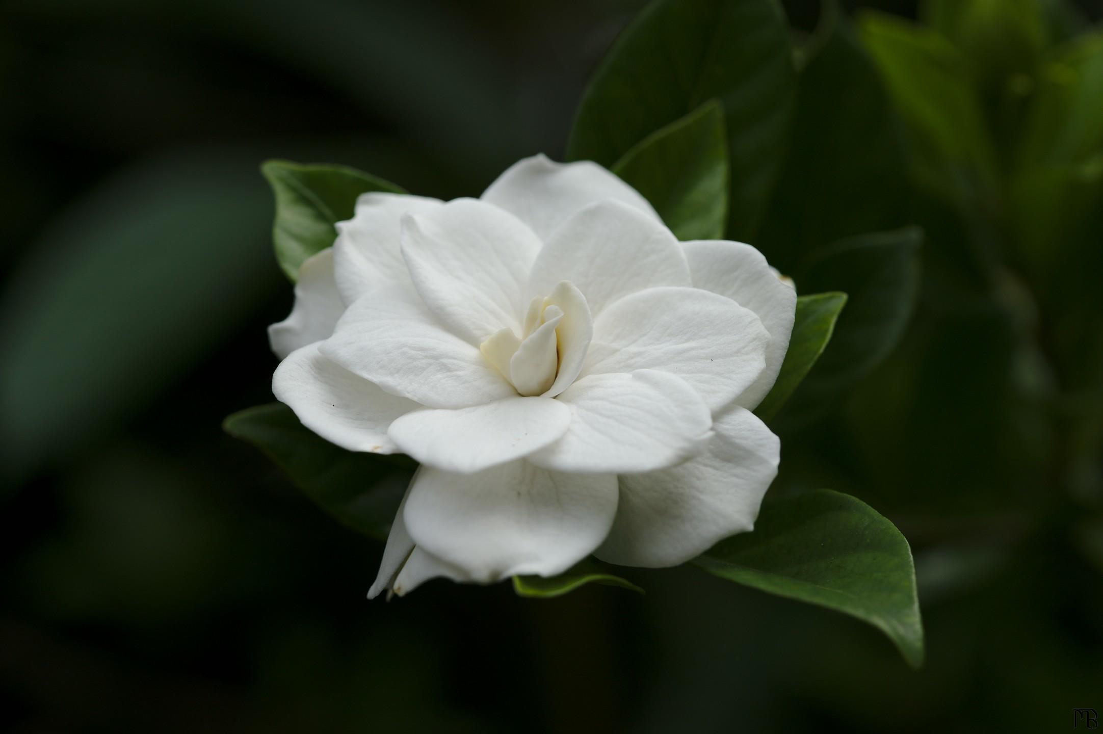 White flower in darkness