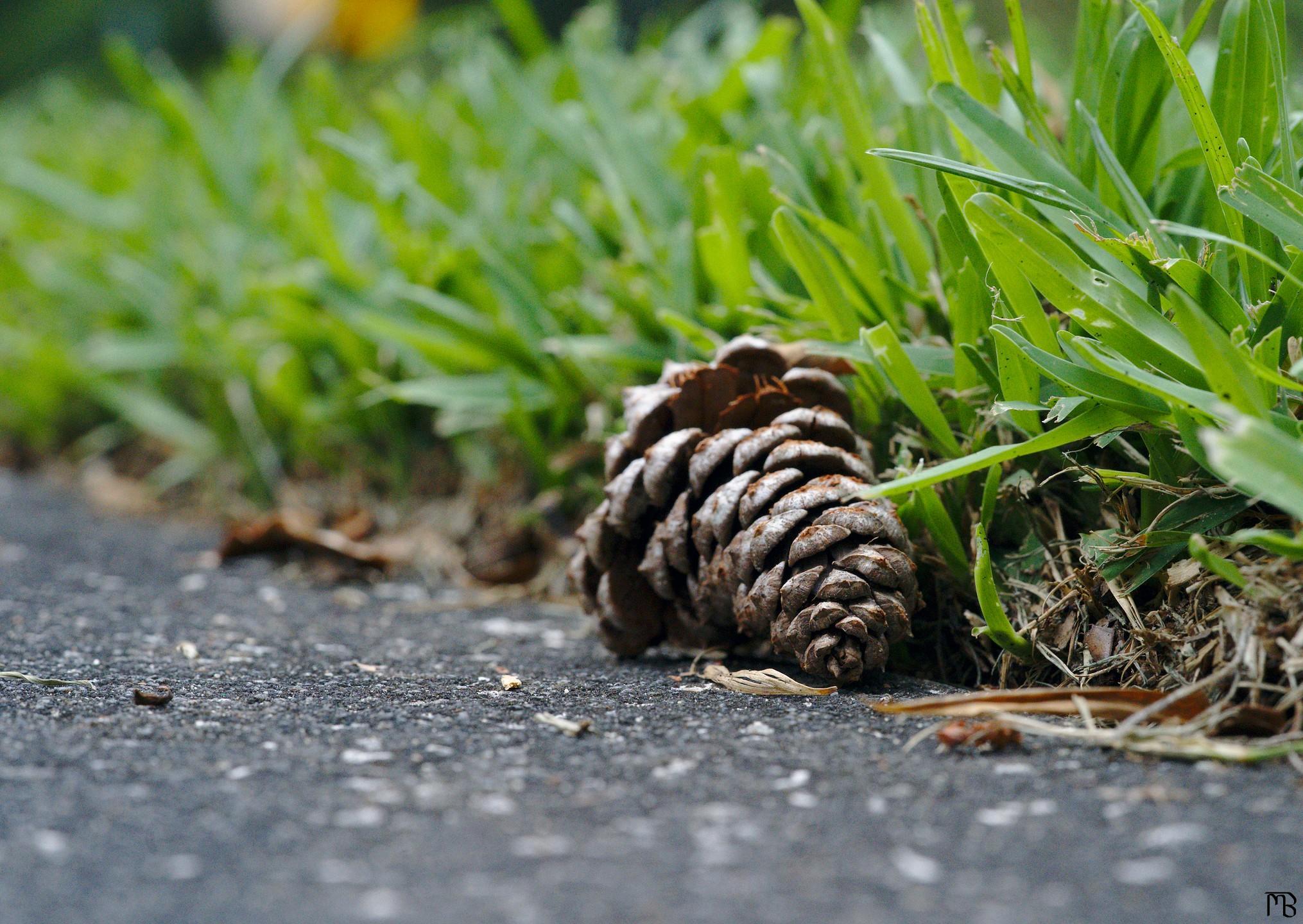 Pinecone near grass on sidewalk