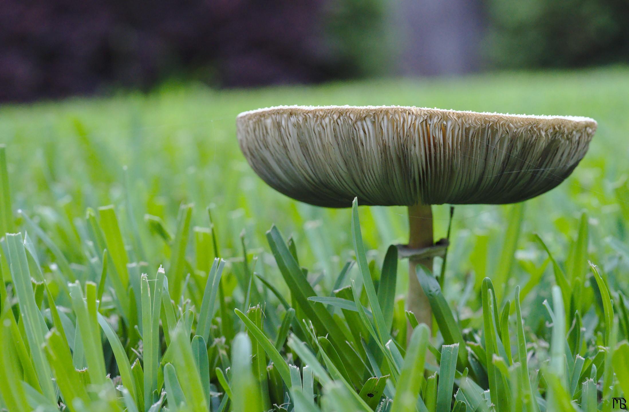 Mushroom amongst grass