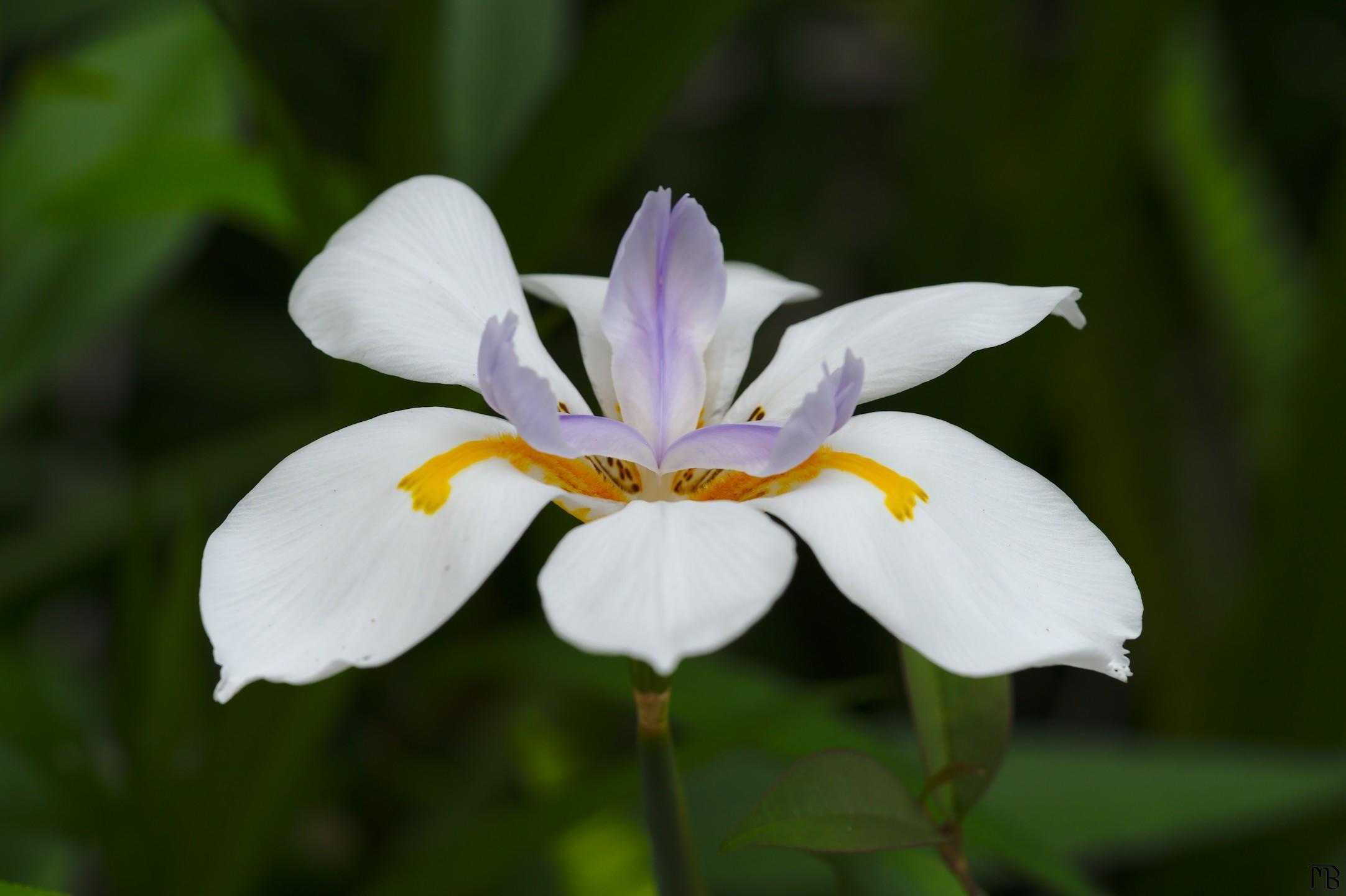 White and pruple flower from side