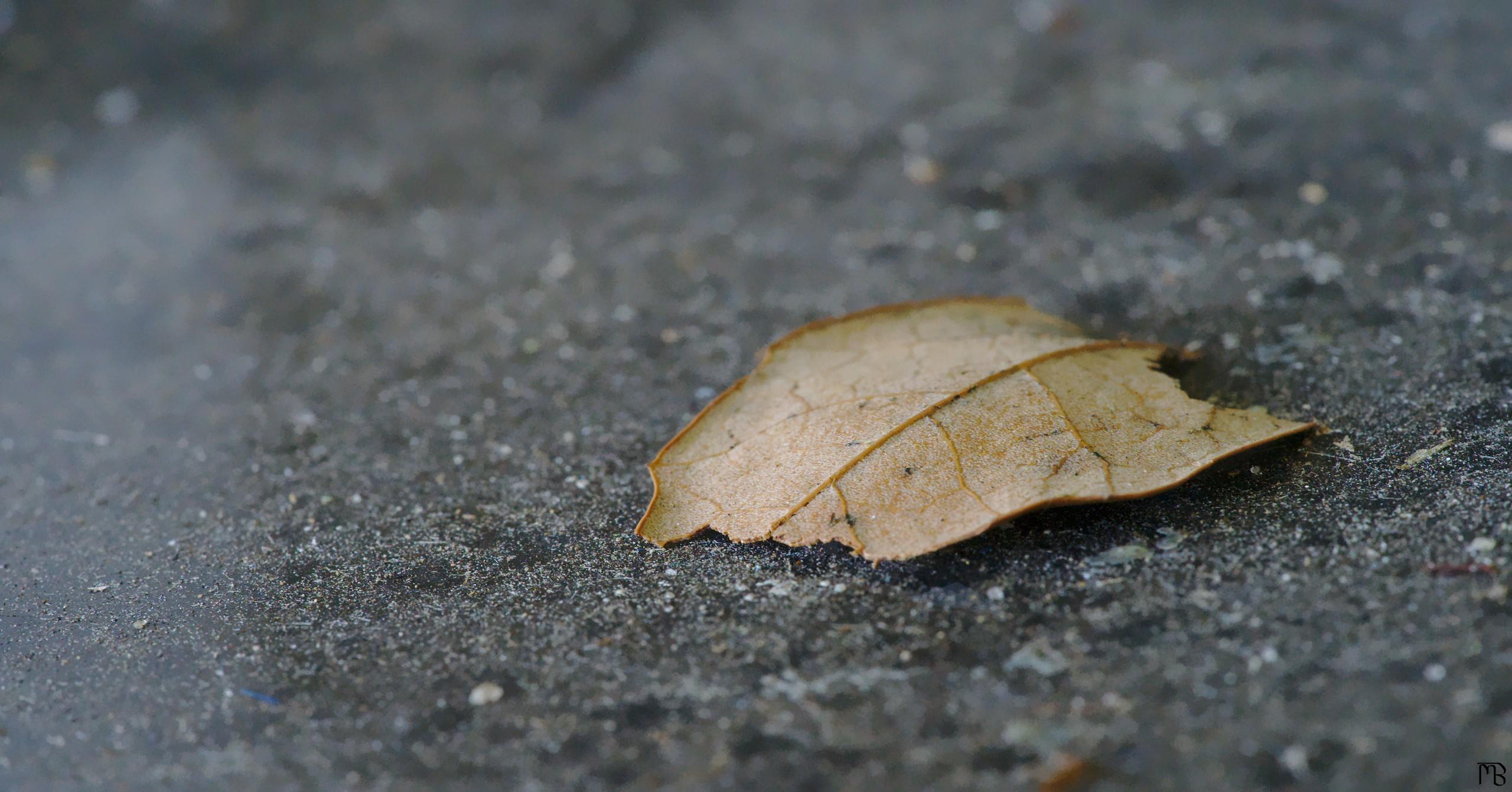 Brown leaf on glass table