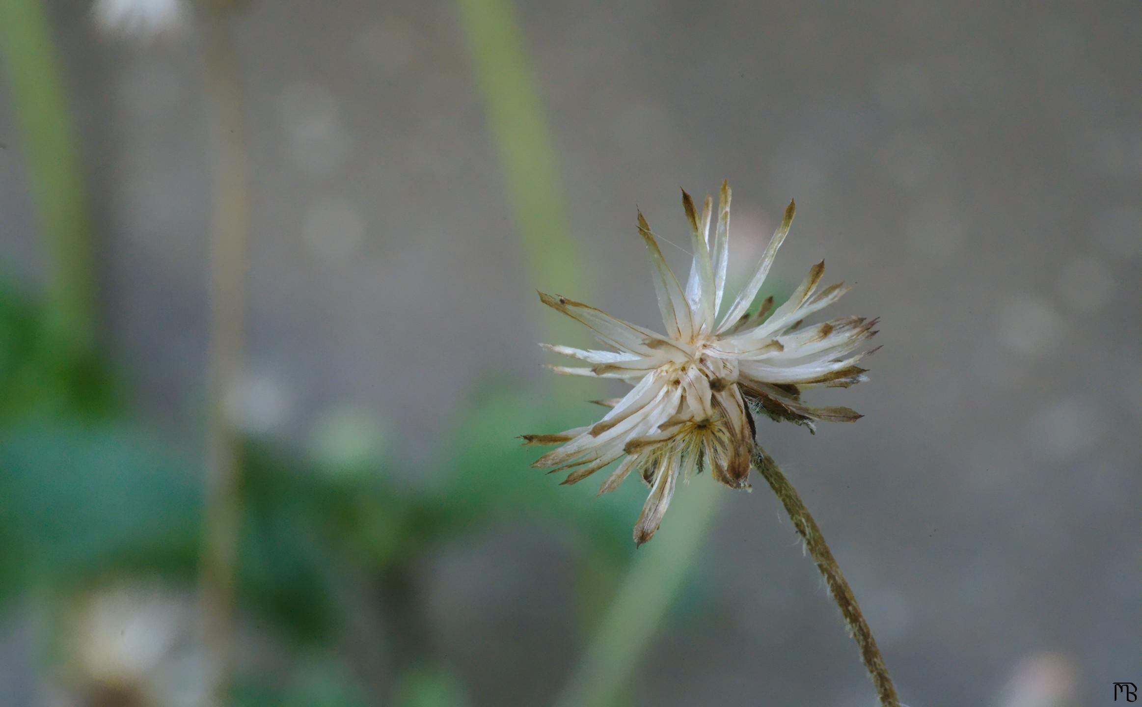 Frail weed near porch