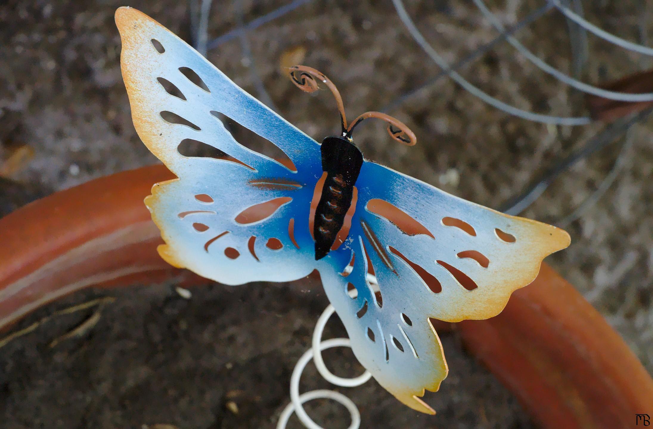 Blue and yellow butterfly in pot